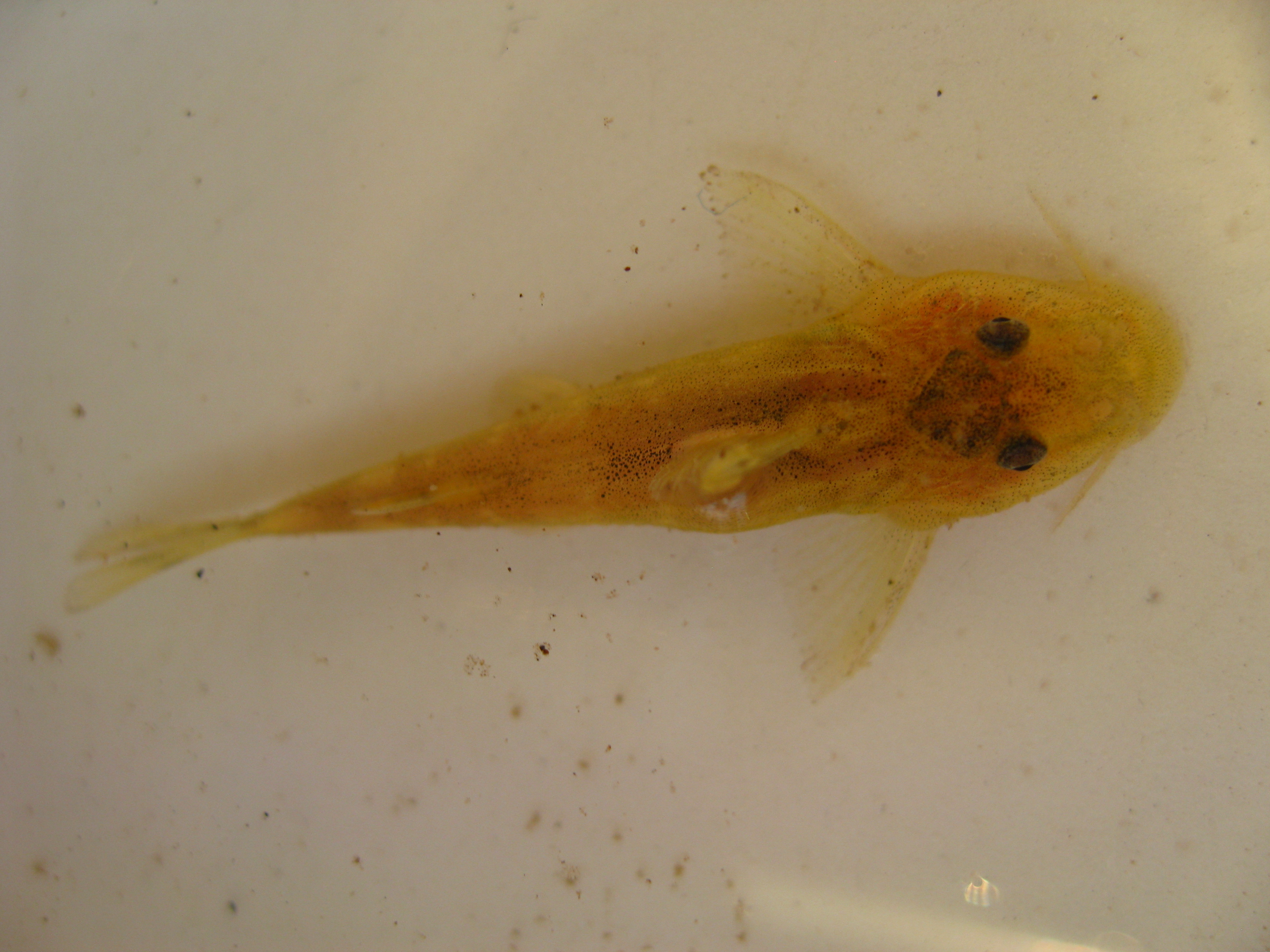 Neumanns zuigmeerval (Chiloglanis neumanni) — Mochokidae — 4