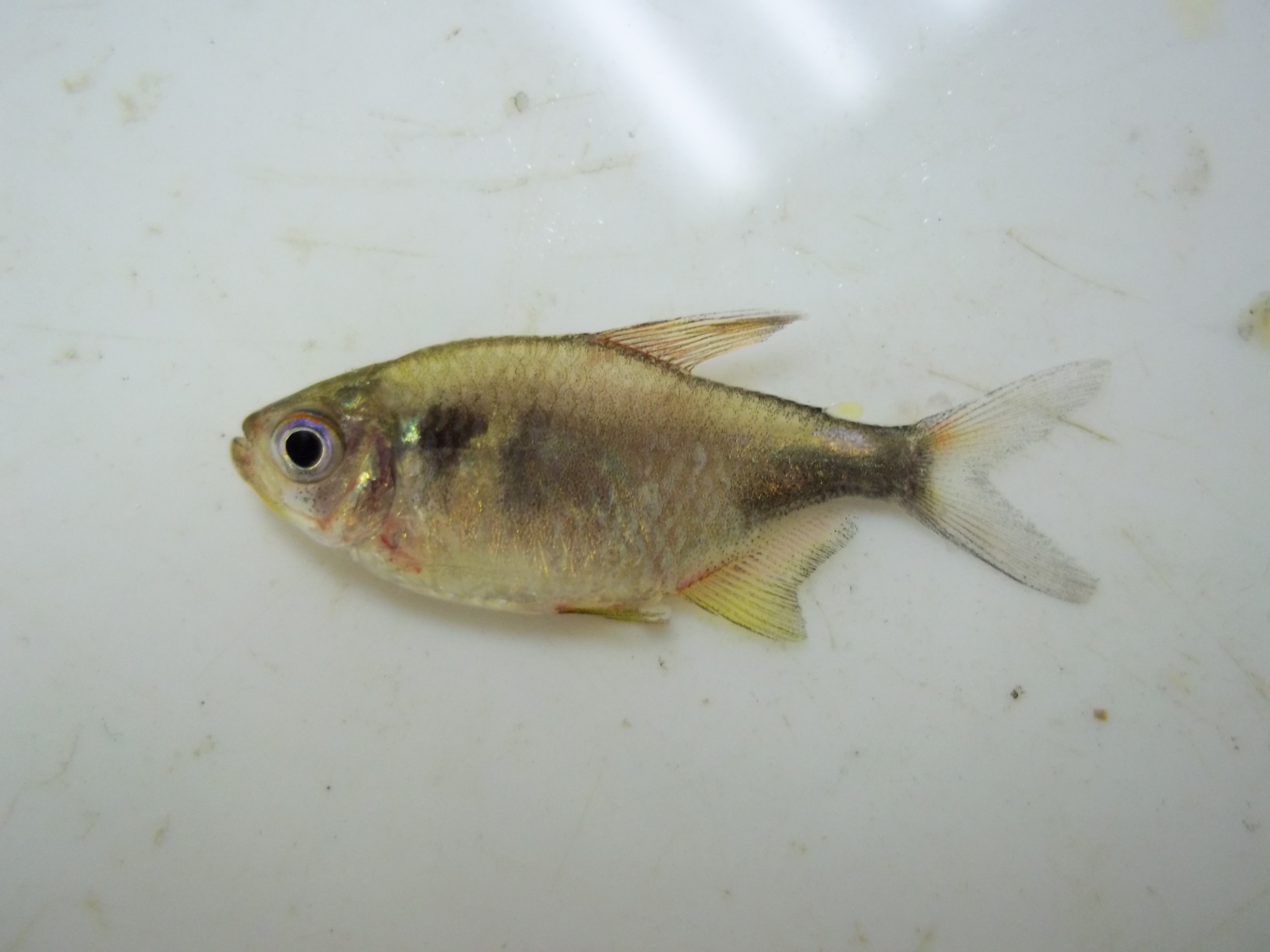 Pretty tetra (Hemigrammus pulcher) — Characidae — 2