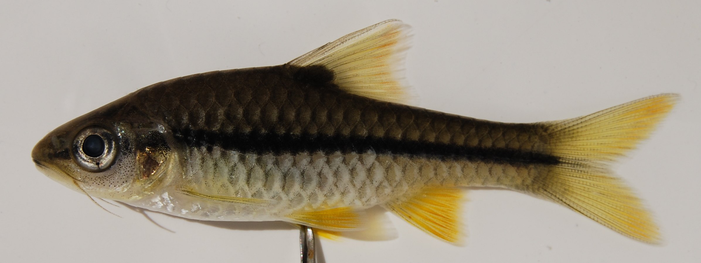 Kleinschub-barbeel (Enteromius miolepis) — Cyprinidae