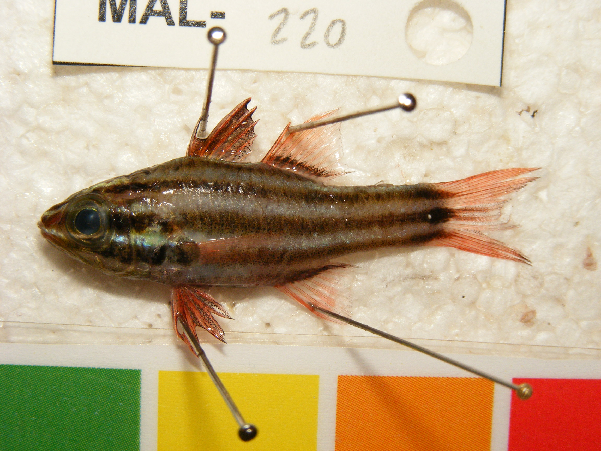 Nine-banded cardinalfish (Ostorhinchus novemfasciatus) — Apogonidae — 3