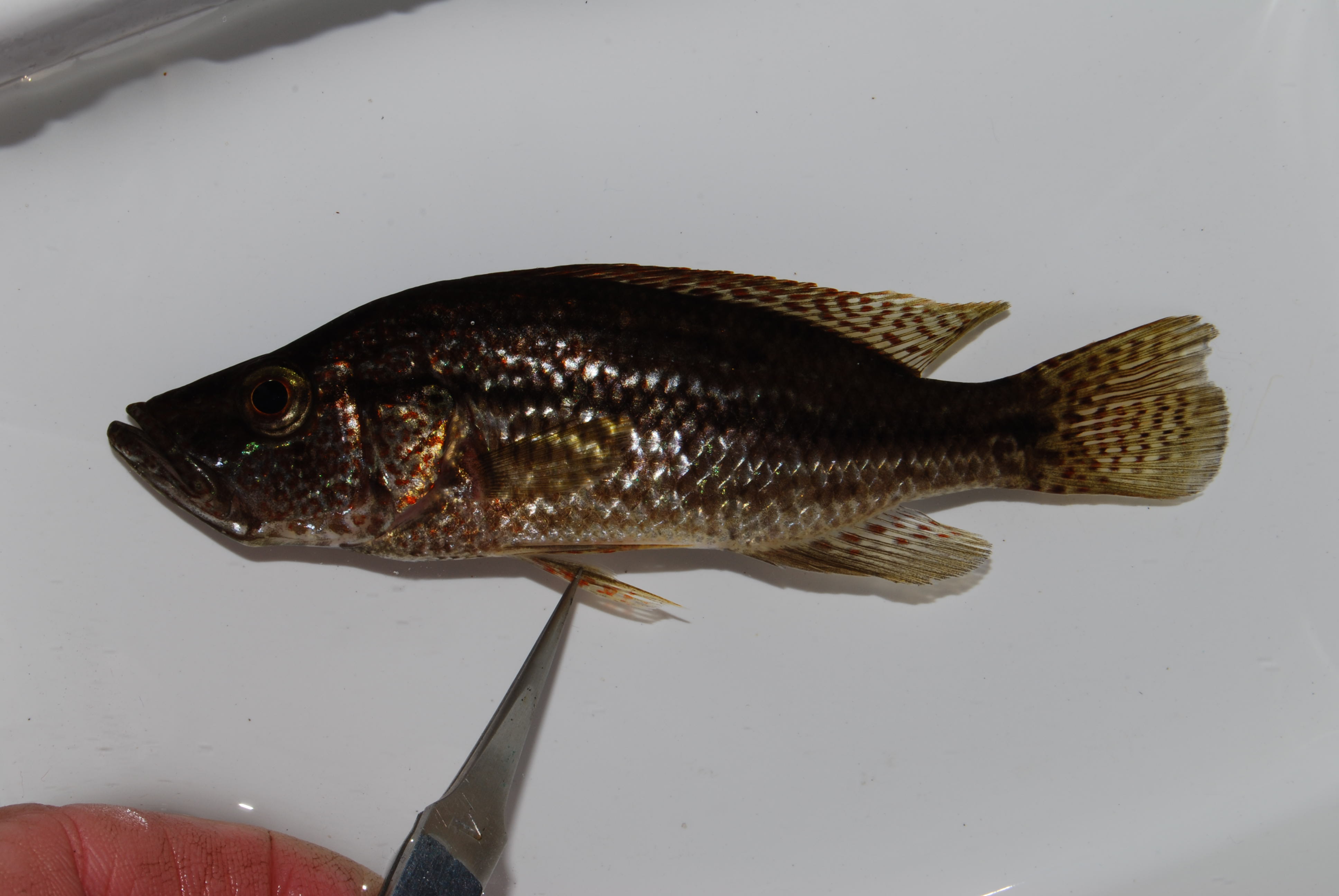 Speckleface bream (Serranochromis angusticeps) — Cichlidae — 5
