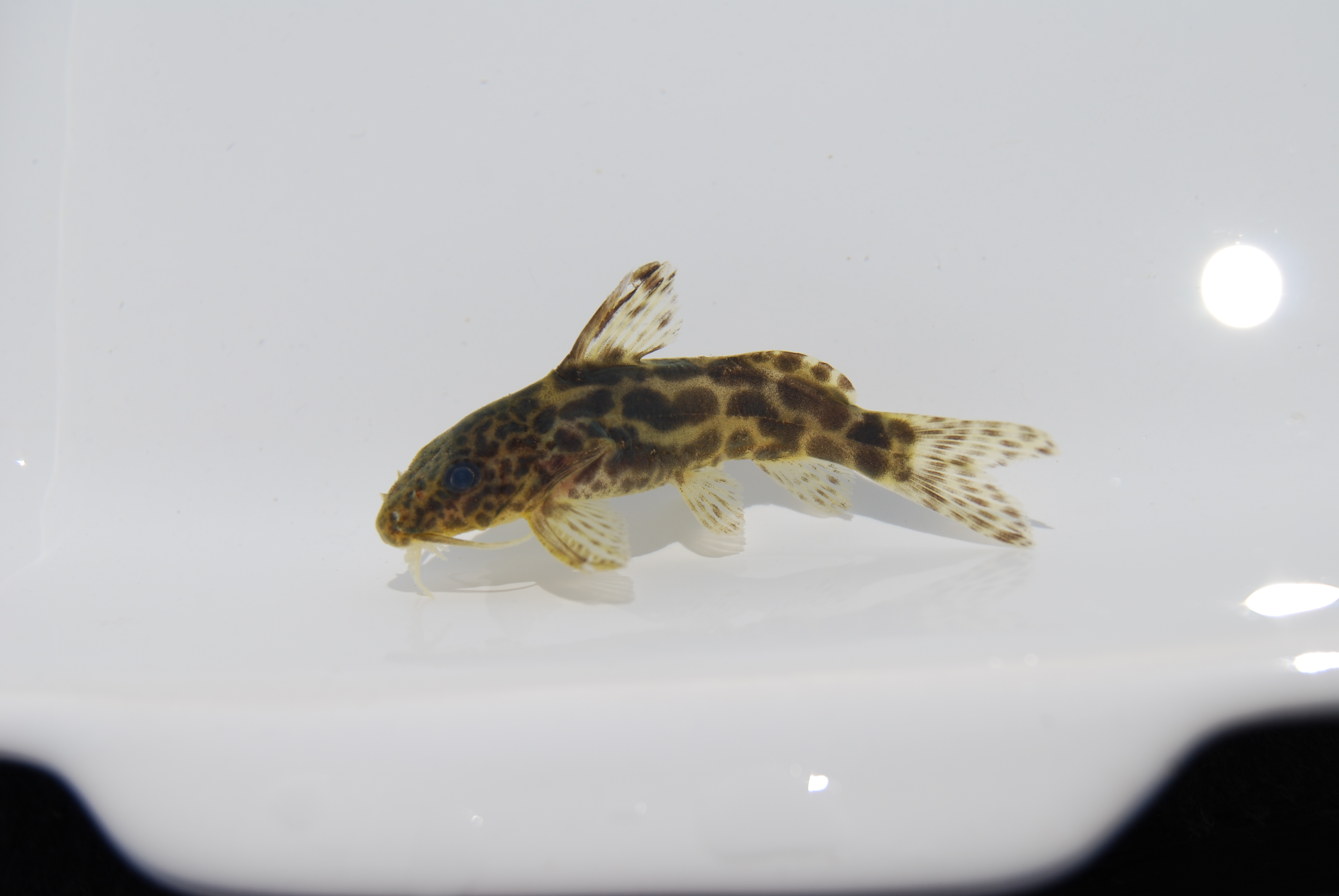 Clouded squeaker (Synodontis nebulosus) — Mochokidae