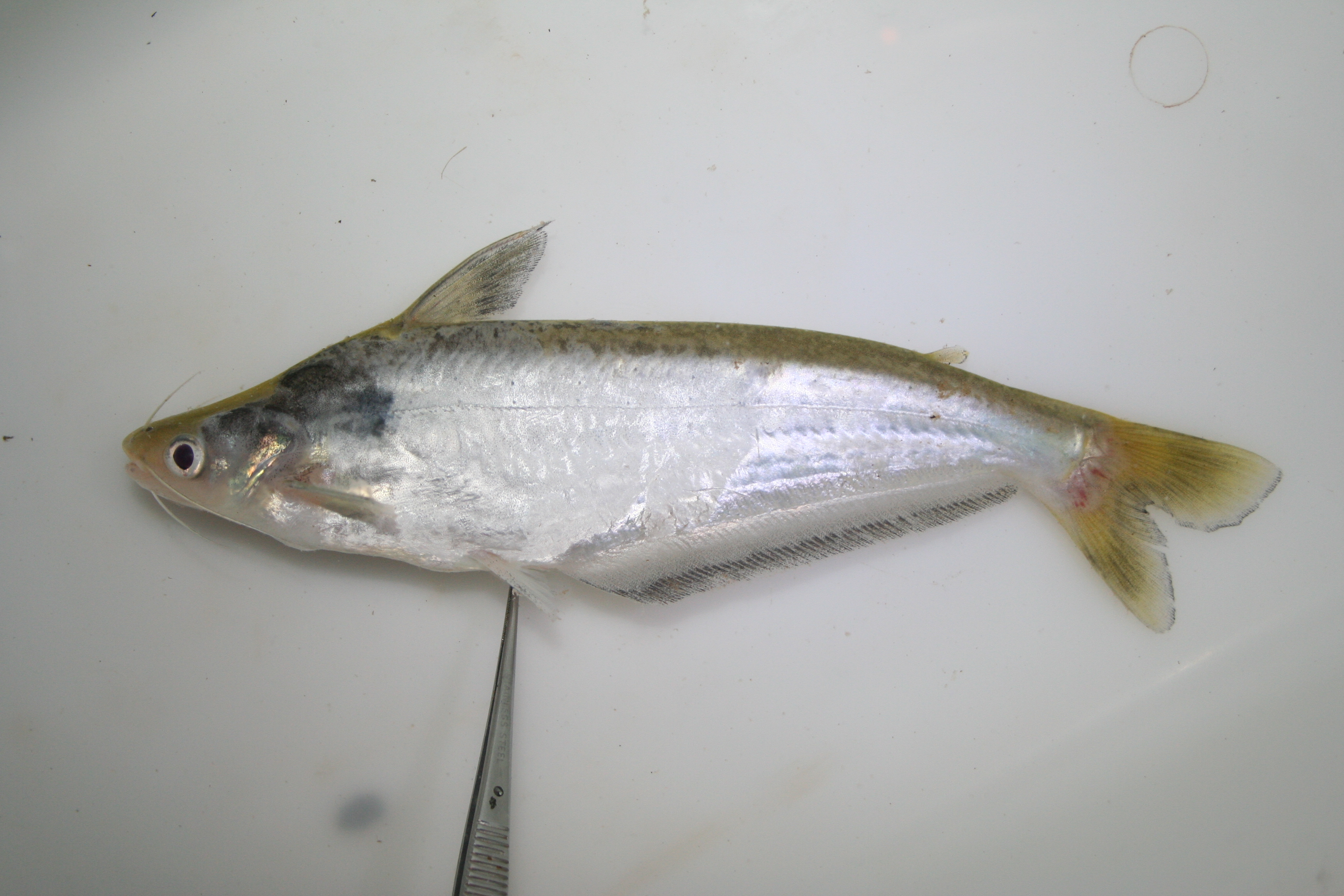 Bocage's butter catfish (Schilbe bocagii) — Schilbeidae — 2