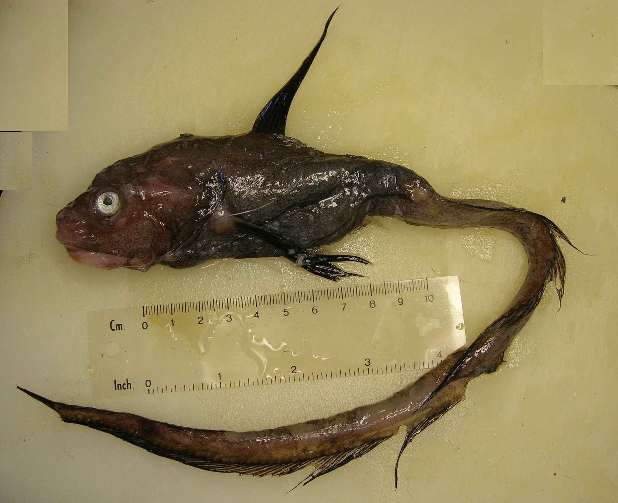 Natal jellynose (Ateleopus natalensis) — Ateleopodidae