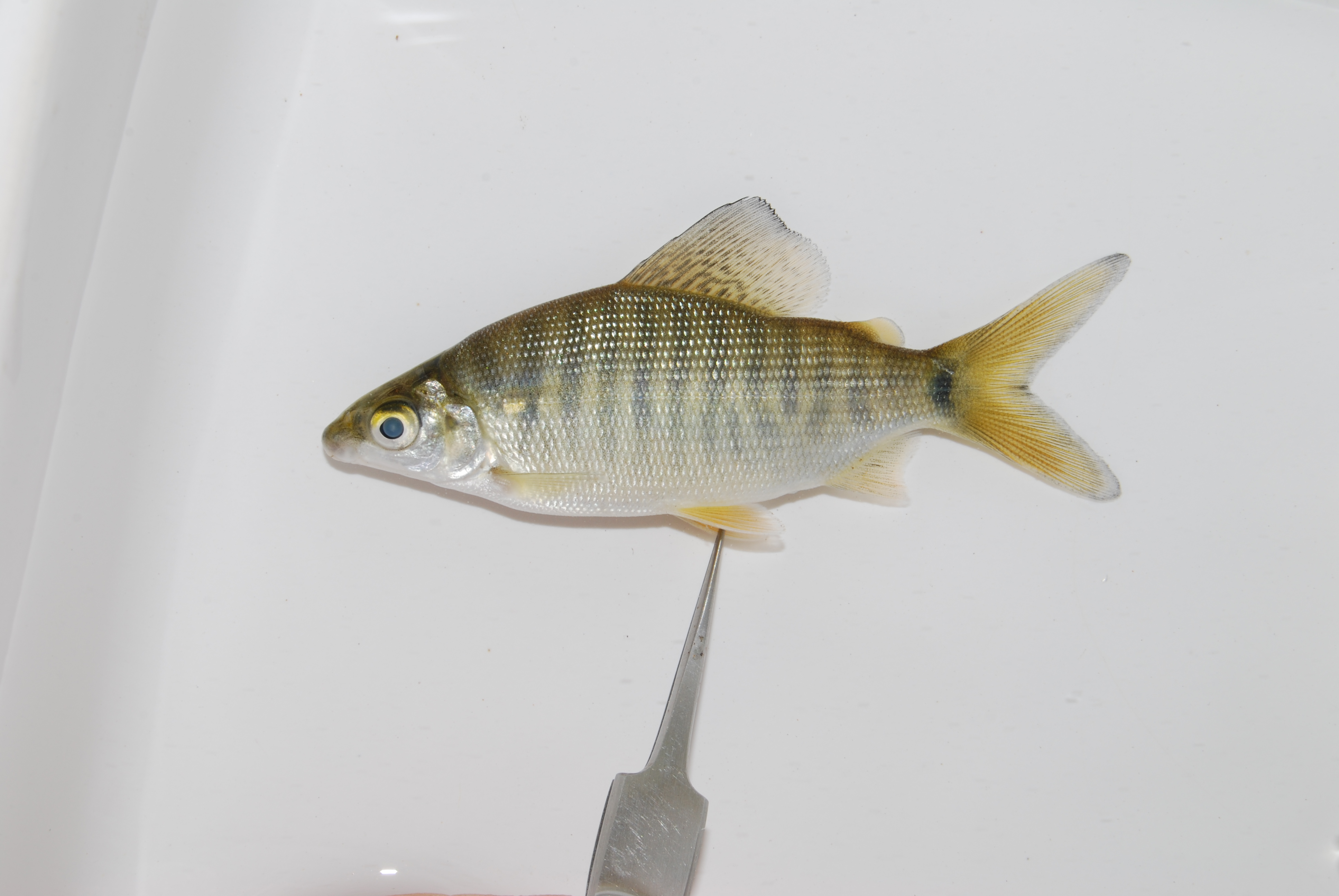 Chessa (Distichodus schenga) — Distichodontidae