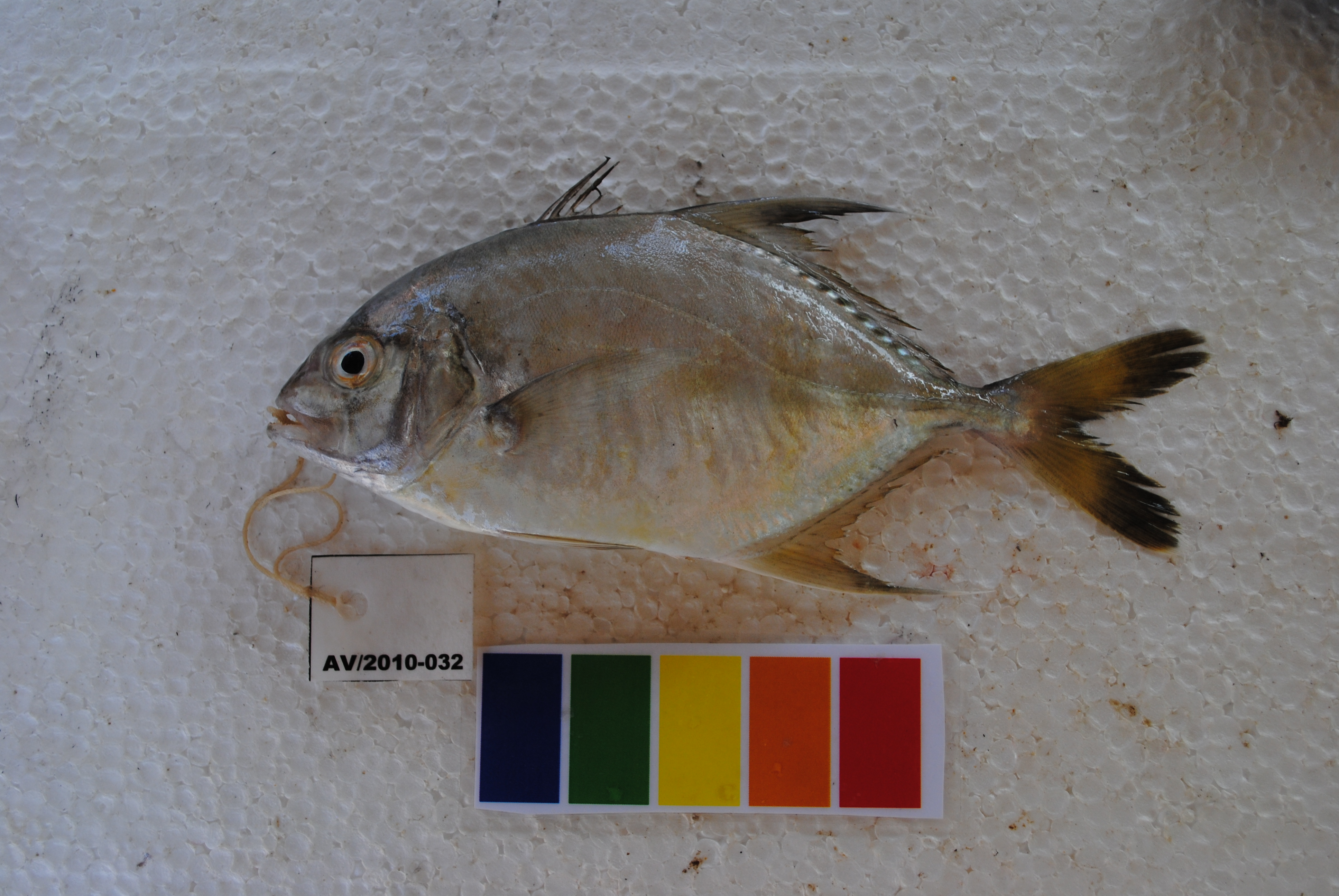 Longnose trevally (Carangoides chrysophrys) — Carangidae