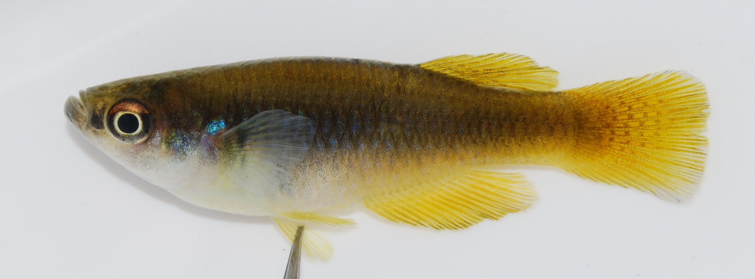 Southern deepbody (Hypsopanchax jubbi) — Poeciliidae