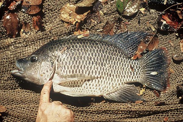 Kariba bream (Oreochromis mortimeri) — Cichlidae — 5