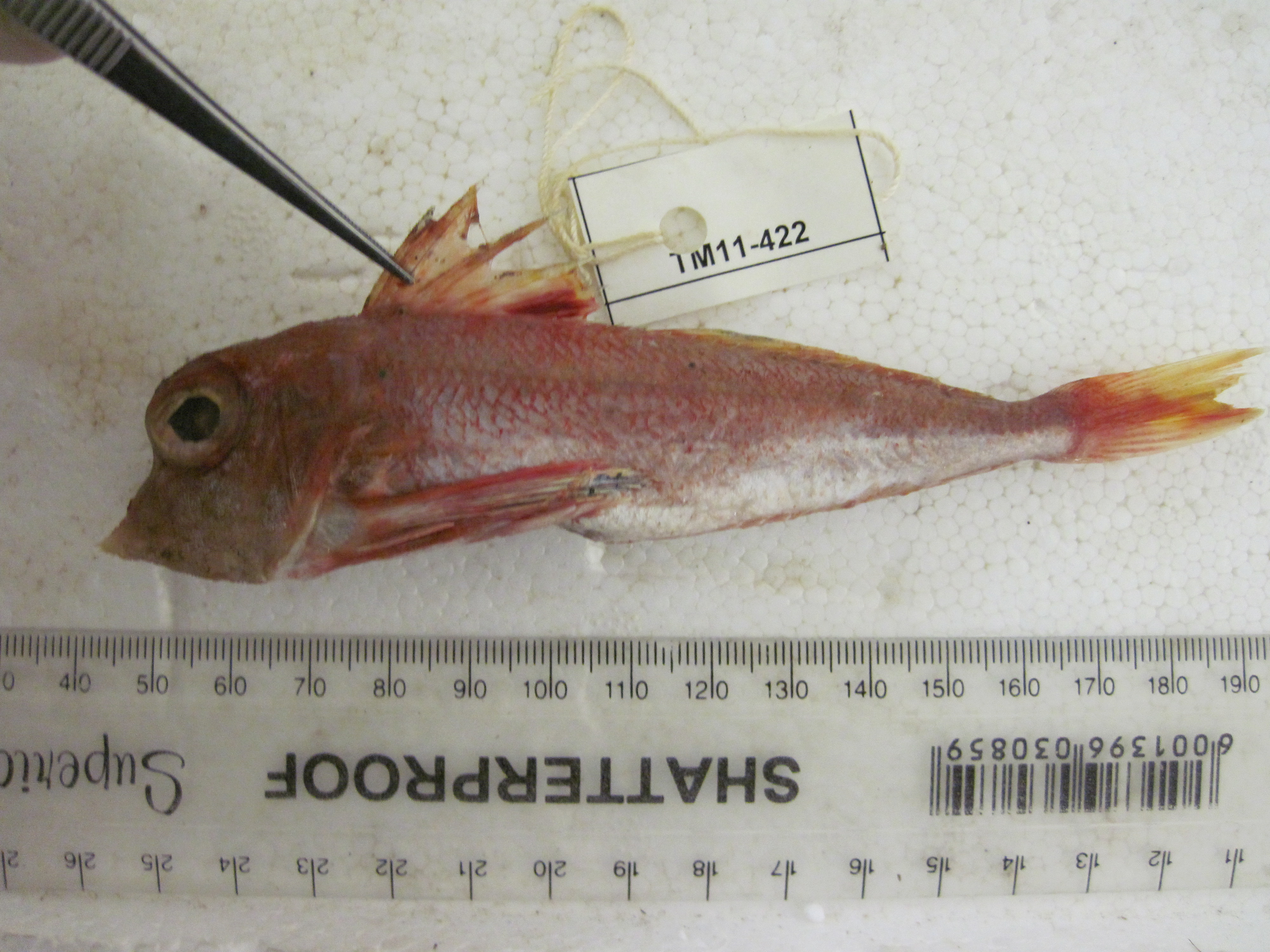 Prickly gurnard (Lepidotrigla faurei) — Triglidae