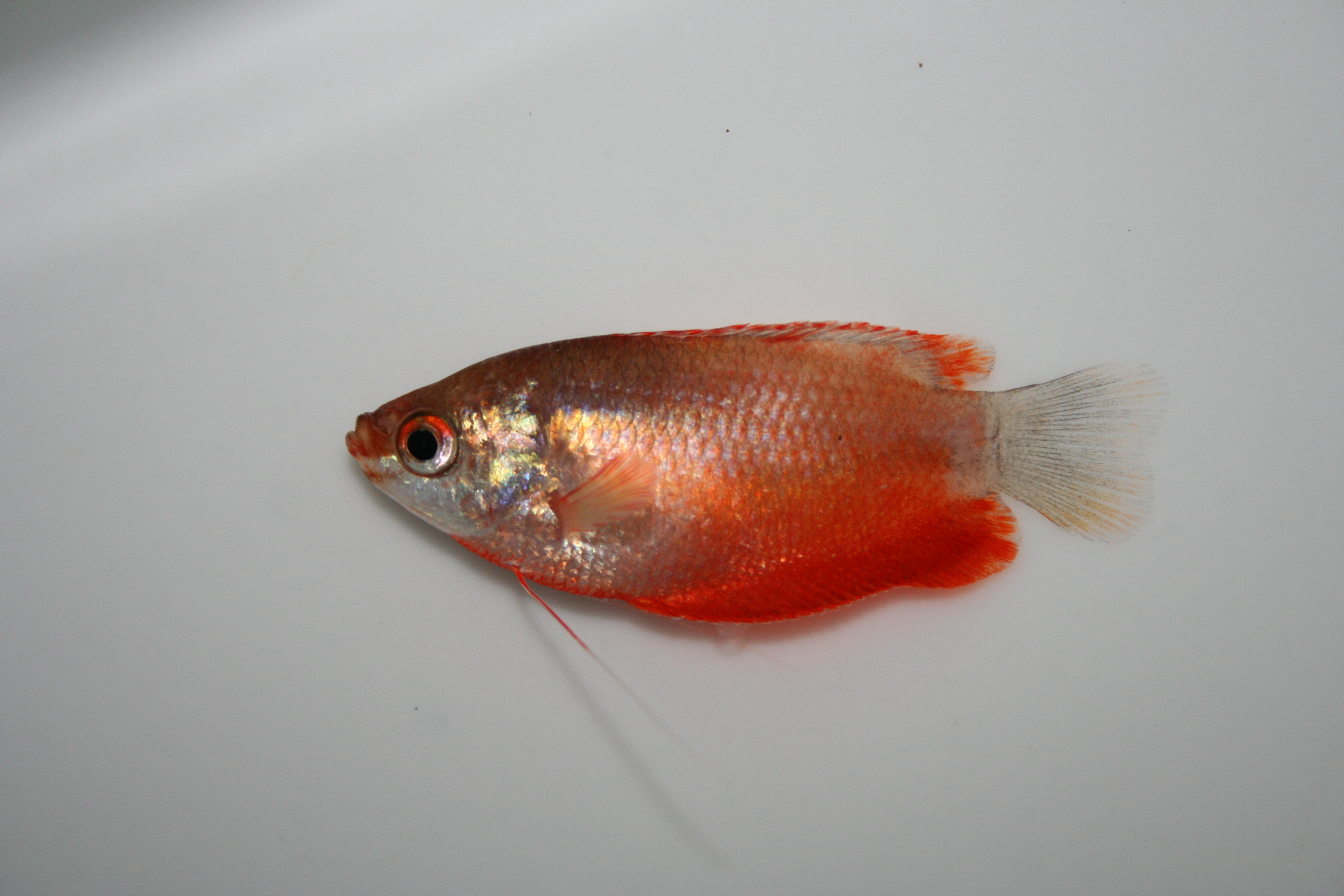 Dwarf gourami (Trichogaster lalius) — Osphronemidae — 2