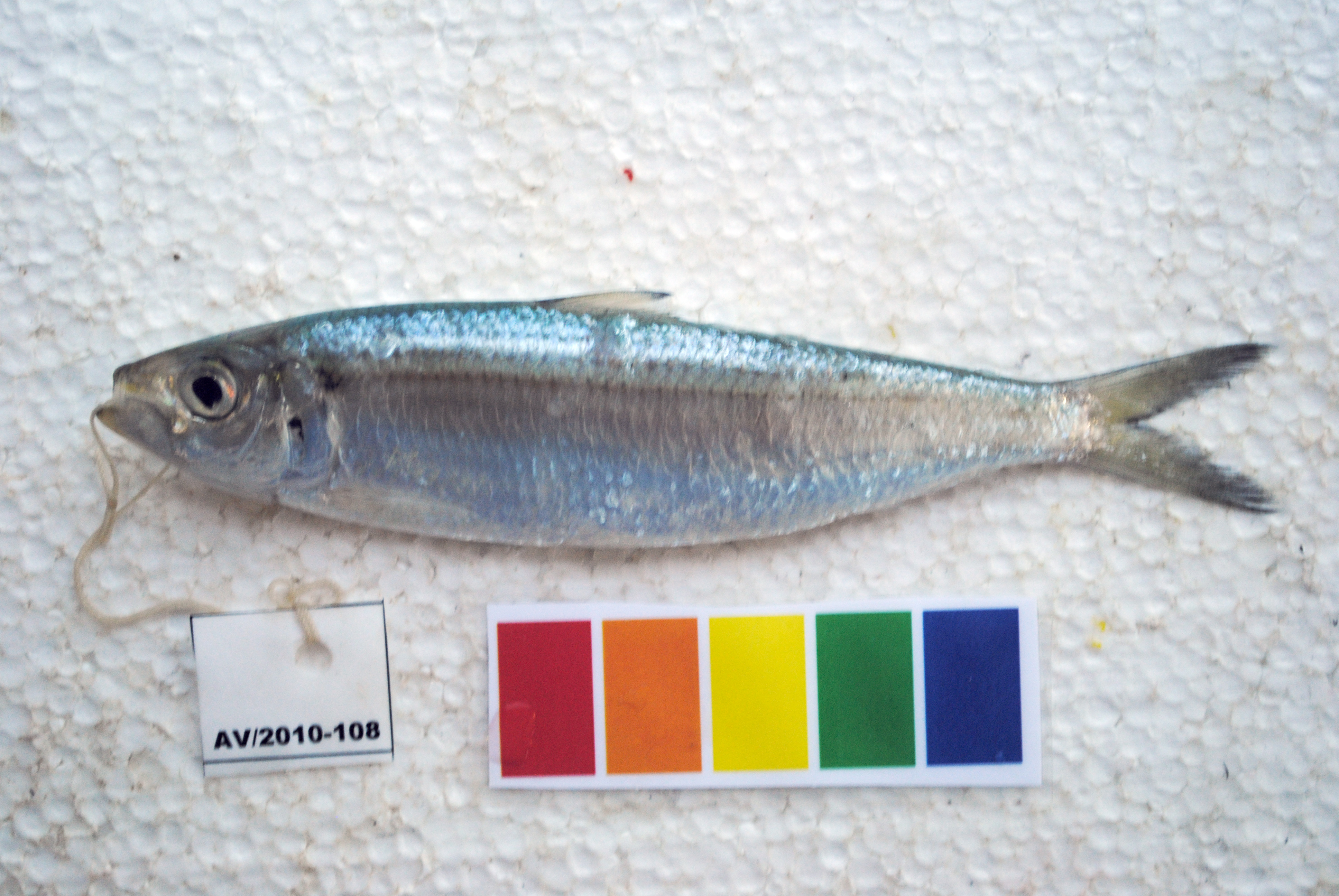 Blackstrip sardinella (Sardinella melanura) — Clupeidae — 2