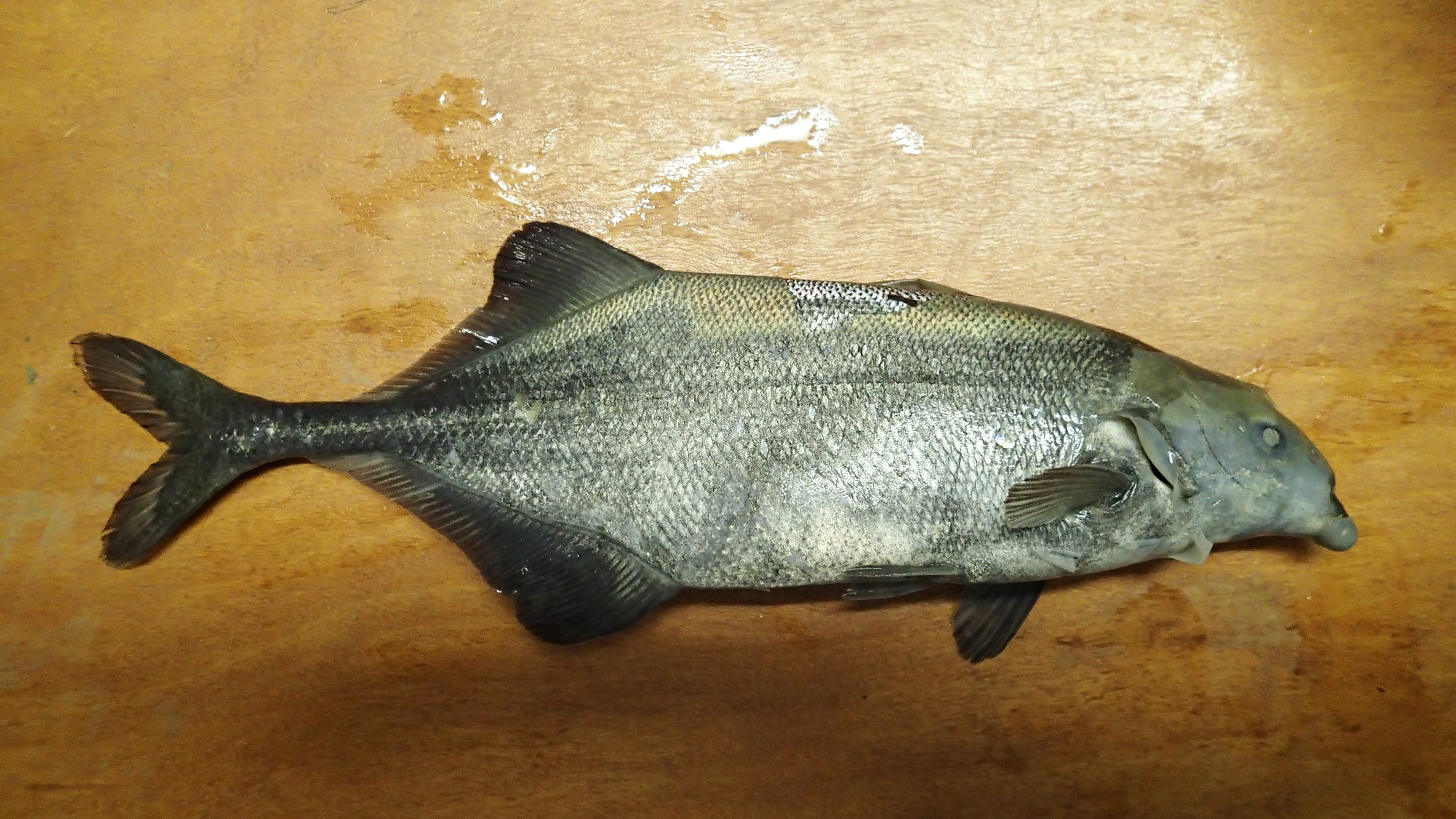 Chin elephantfish (Marcusenius mento) — Mormyridae