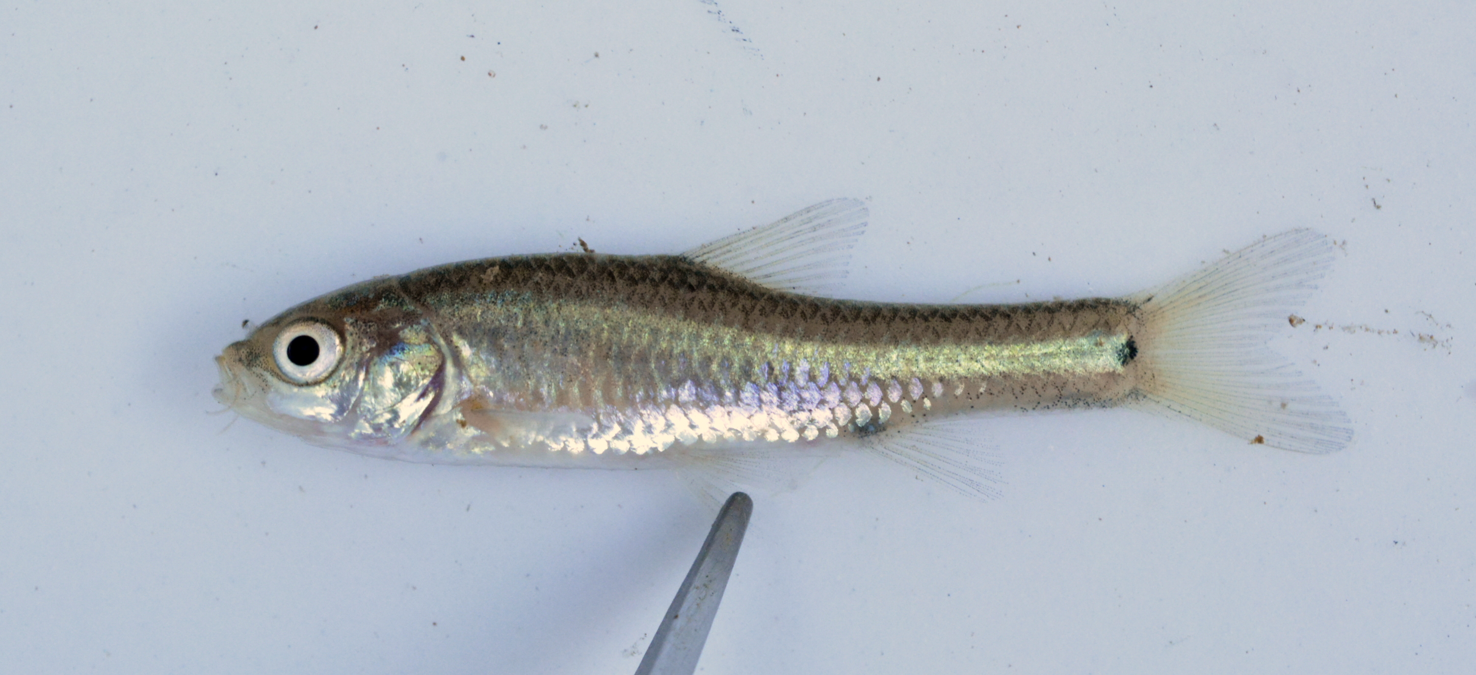 Moco barb (Enteromius mocoensis) — Cyprinidae