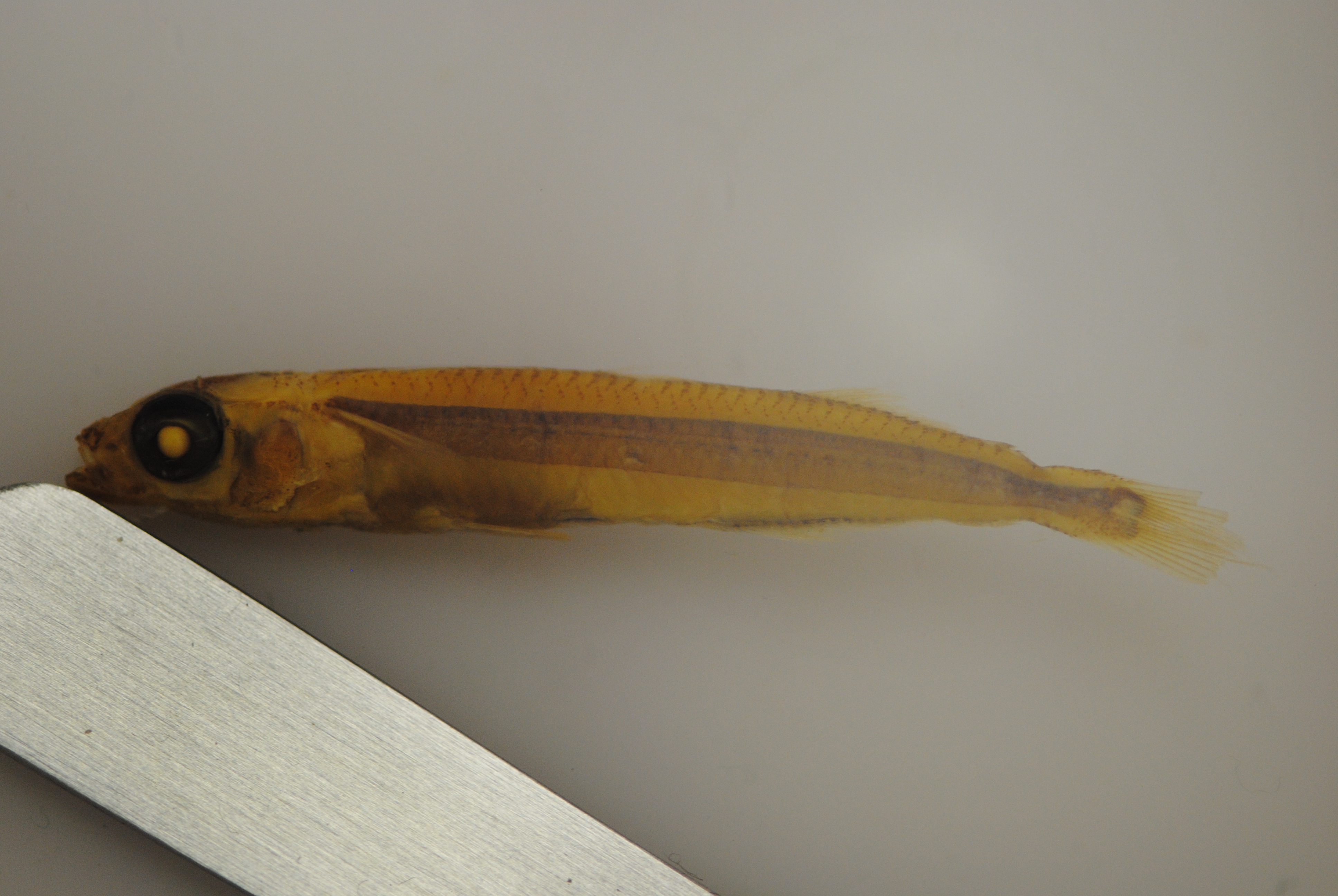 Barnes' koornaarvis (Hypoatherina barnesi) — Atherinidae — 2