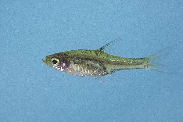 Upjaw barb (Coptostomabarbus wittei) — Cyprinidae — 5