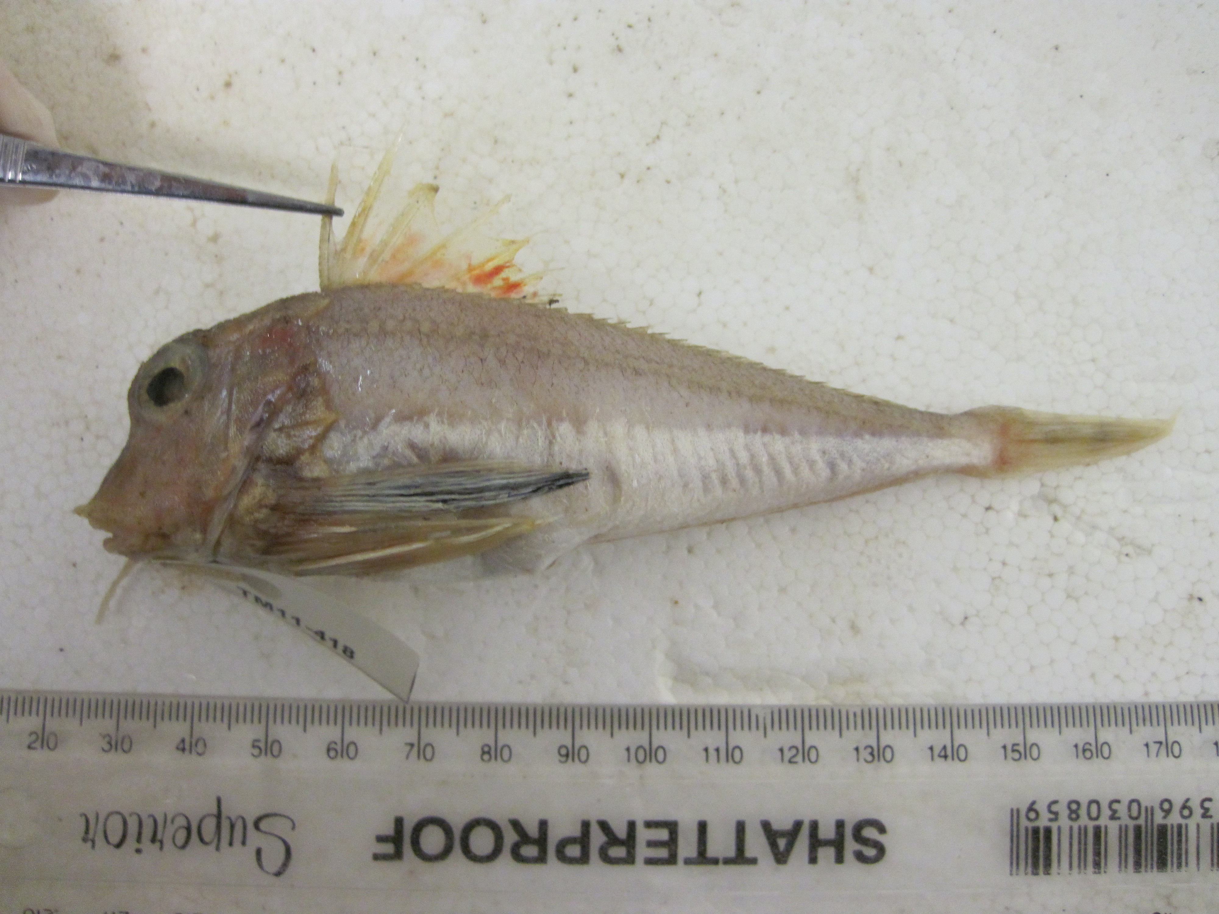 Stekelige poon (Lepidotrigla faurei) — Triglidae — 4