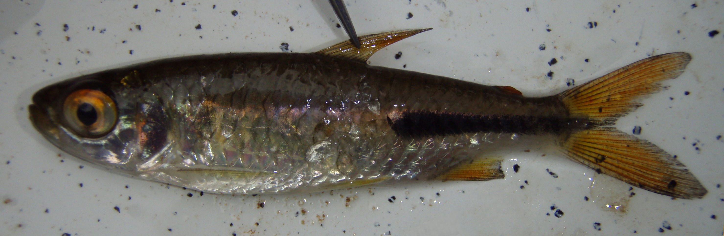Kingsley's African tetra (Brycinus kingsleyae) — Alestidae
