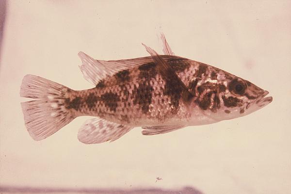 Langvin-roofcichlide (Serranochromis longimanus) — Cichlidae