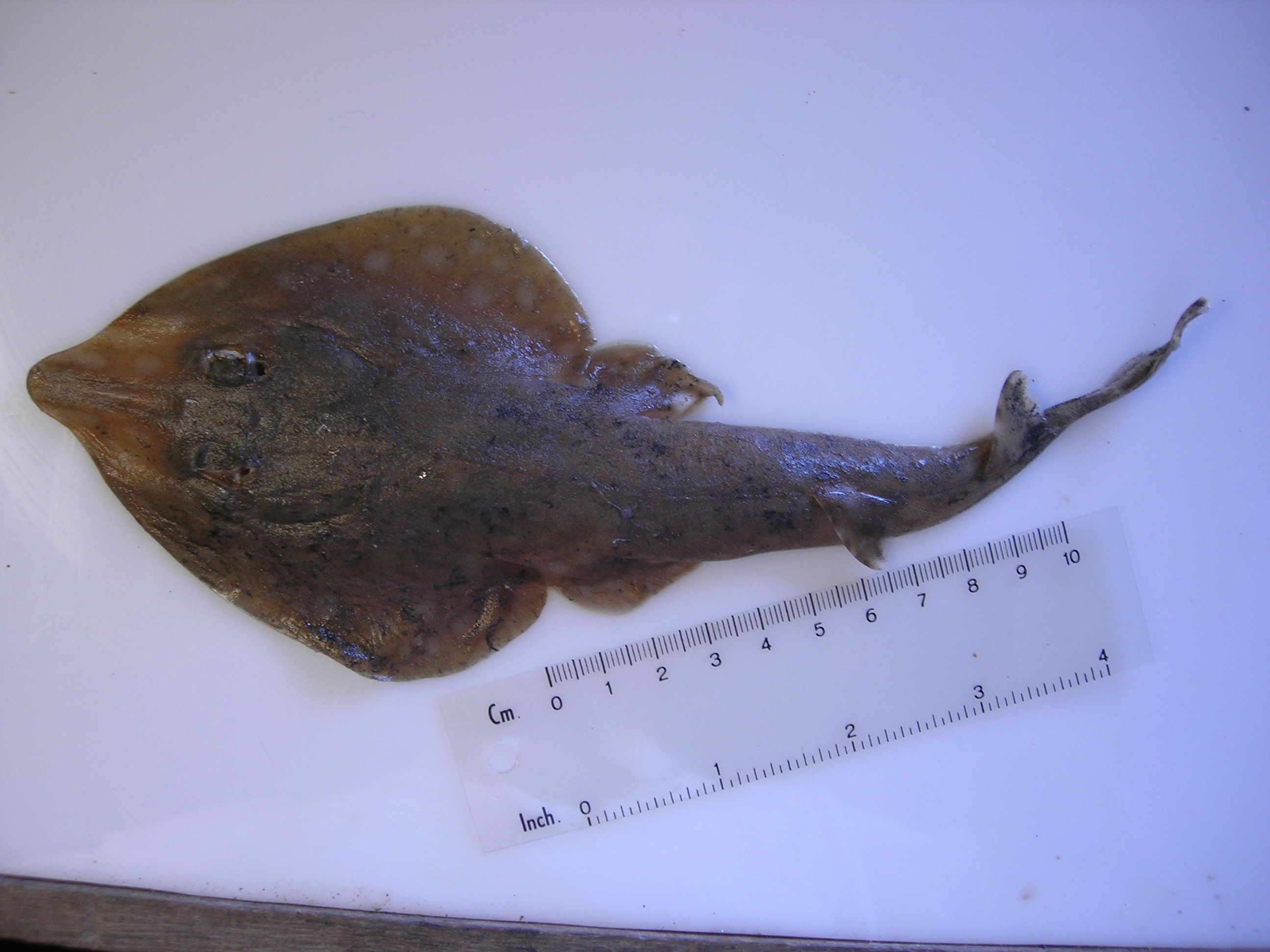 Greyspot guitarfish (Acroteriobatus leucospilus) — Rhinobatidae — 3