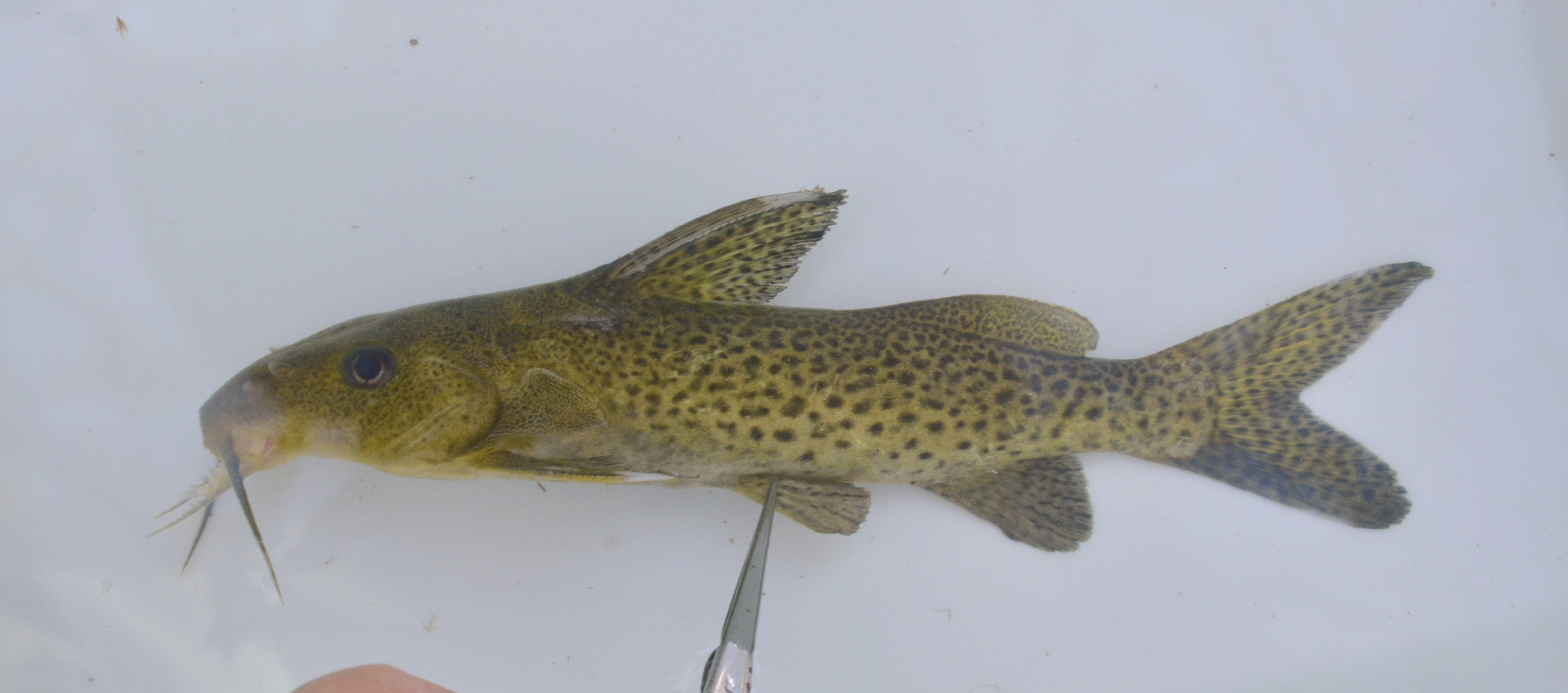 Bubblebarb squeaker (Synodontis woosnami) — Mochokidae