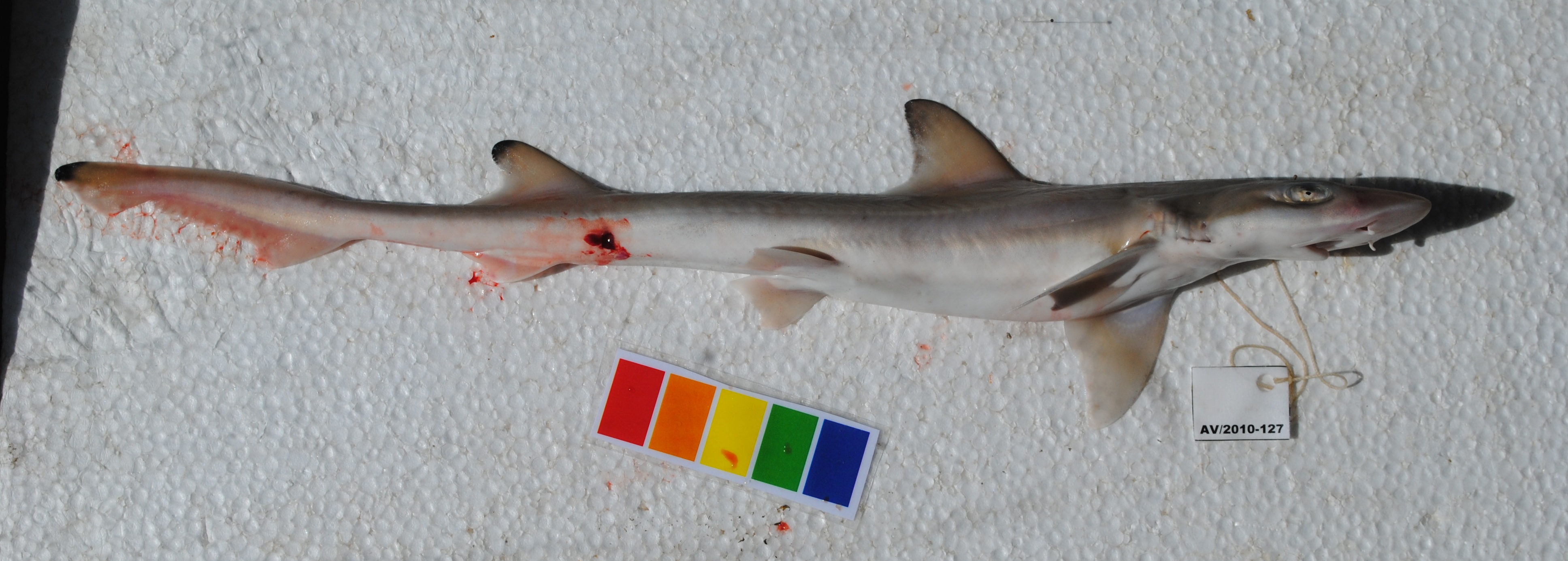 Arabische gladde haai (Mustelus mosis) — Triakidae — 3