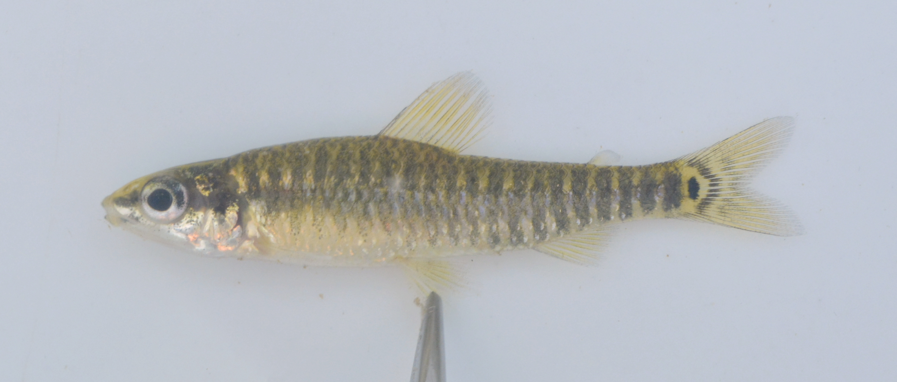 Banded African darter tetra (Nannocharax fasciatus) — Distichodontidae — 5