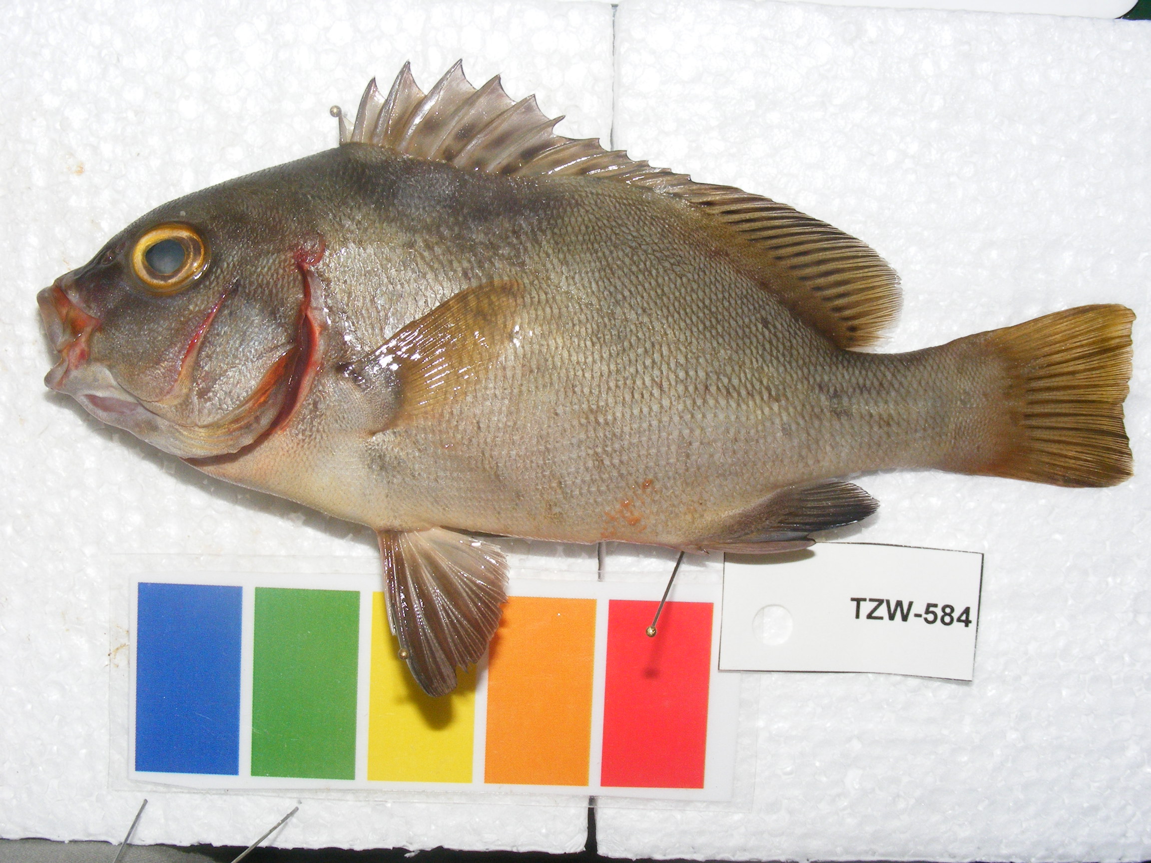 Arabian sweetlips (Plectorhinchus schotaf) — Haemulidae — 2