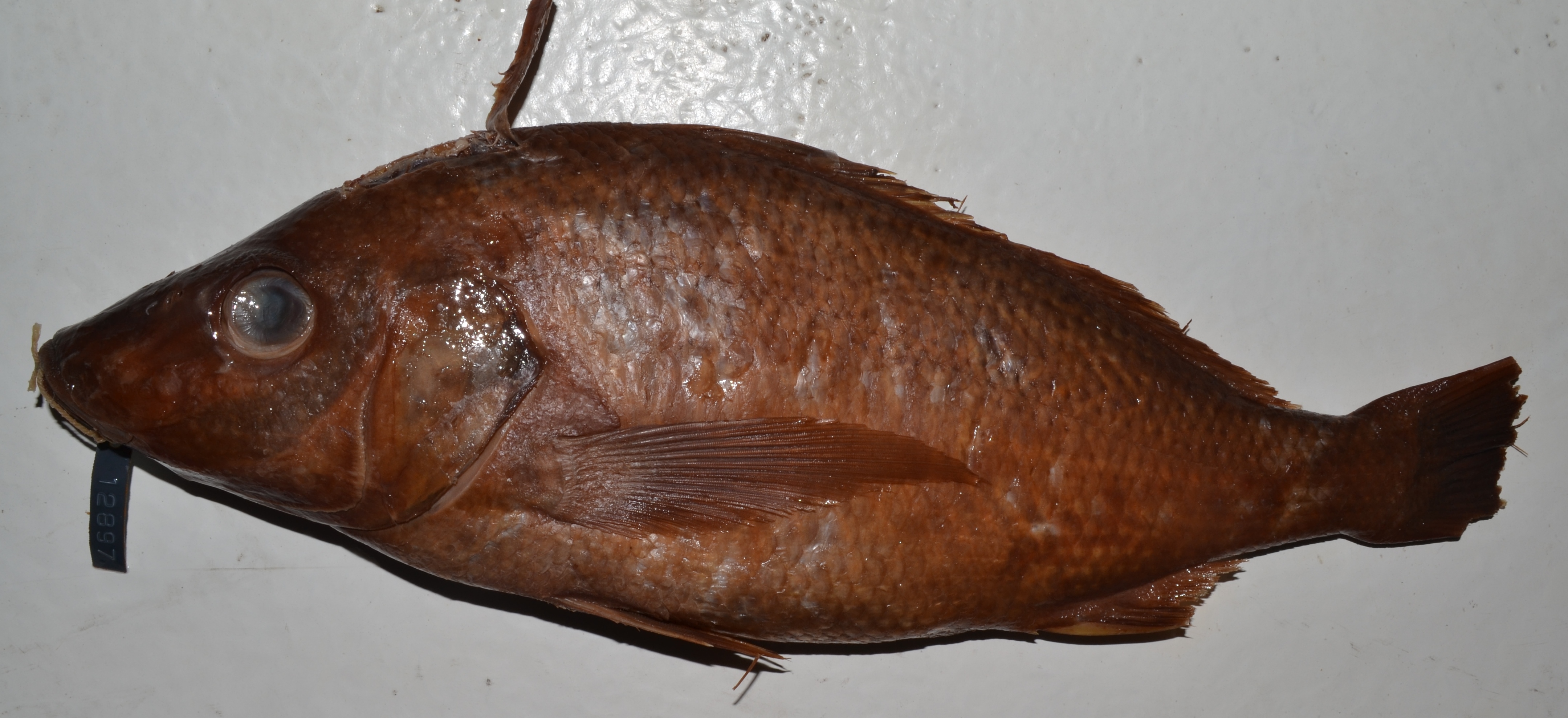 Pigsnout grunt (Pomadasys rogerii) — Haemulidae — 4