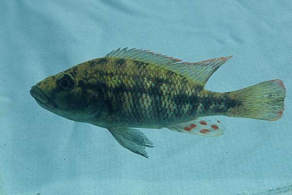 Orange-fringed largemouth (Chetia brevis) — Cichlidae — 4