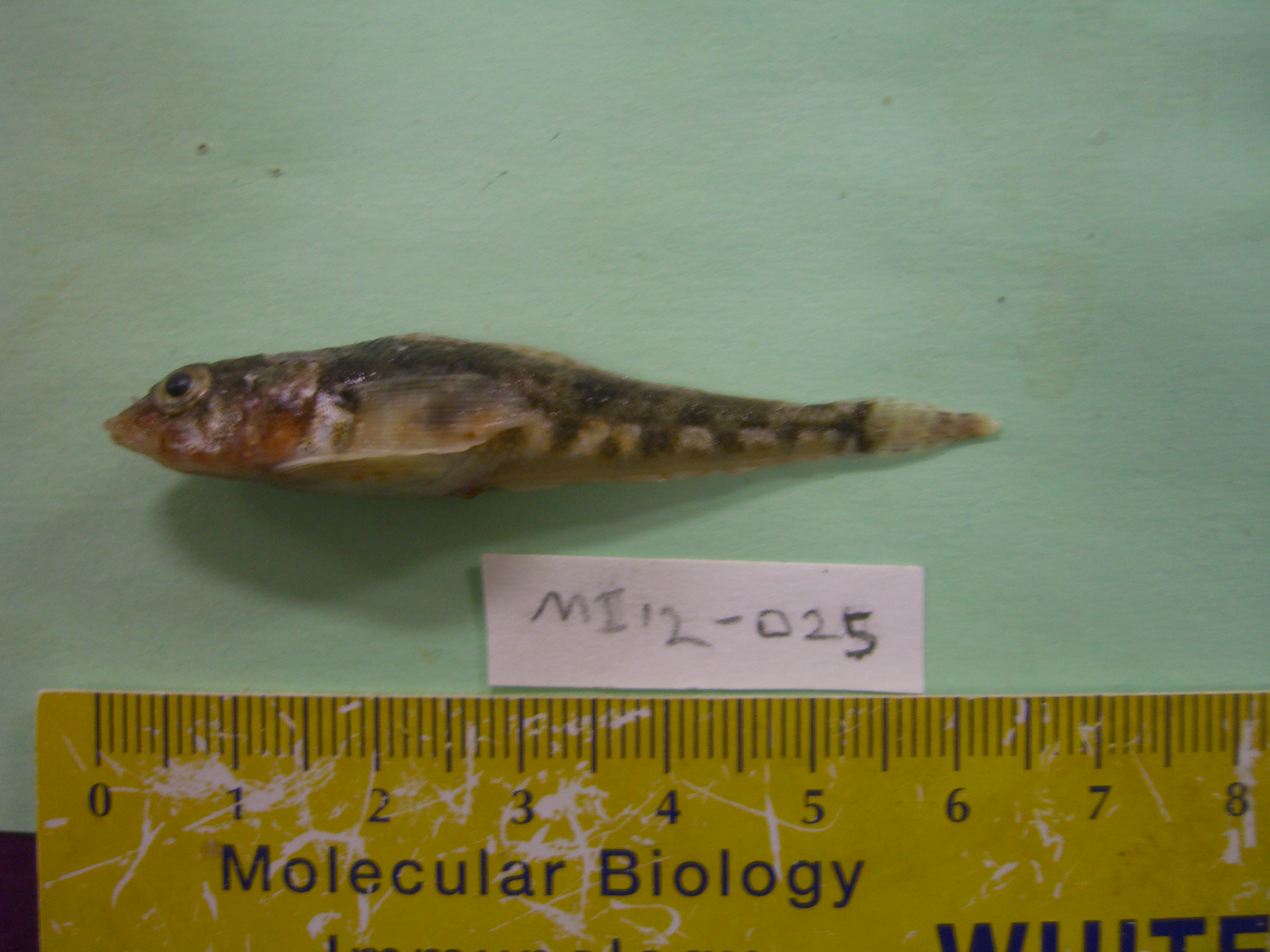Lobelip notothen (Gobionotothen marionensis) — Nototheniidae