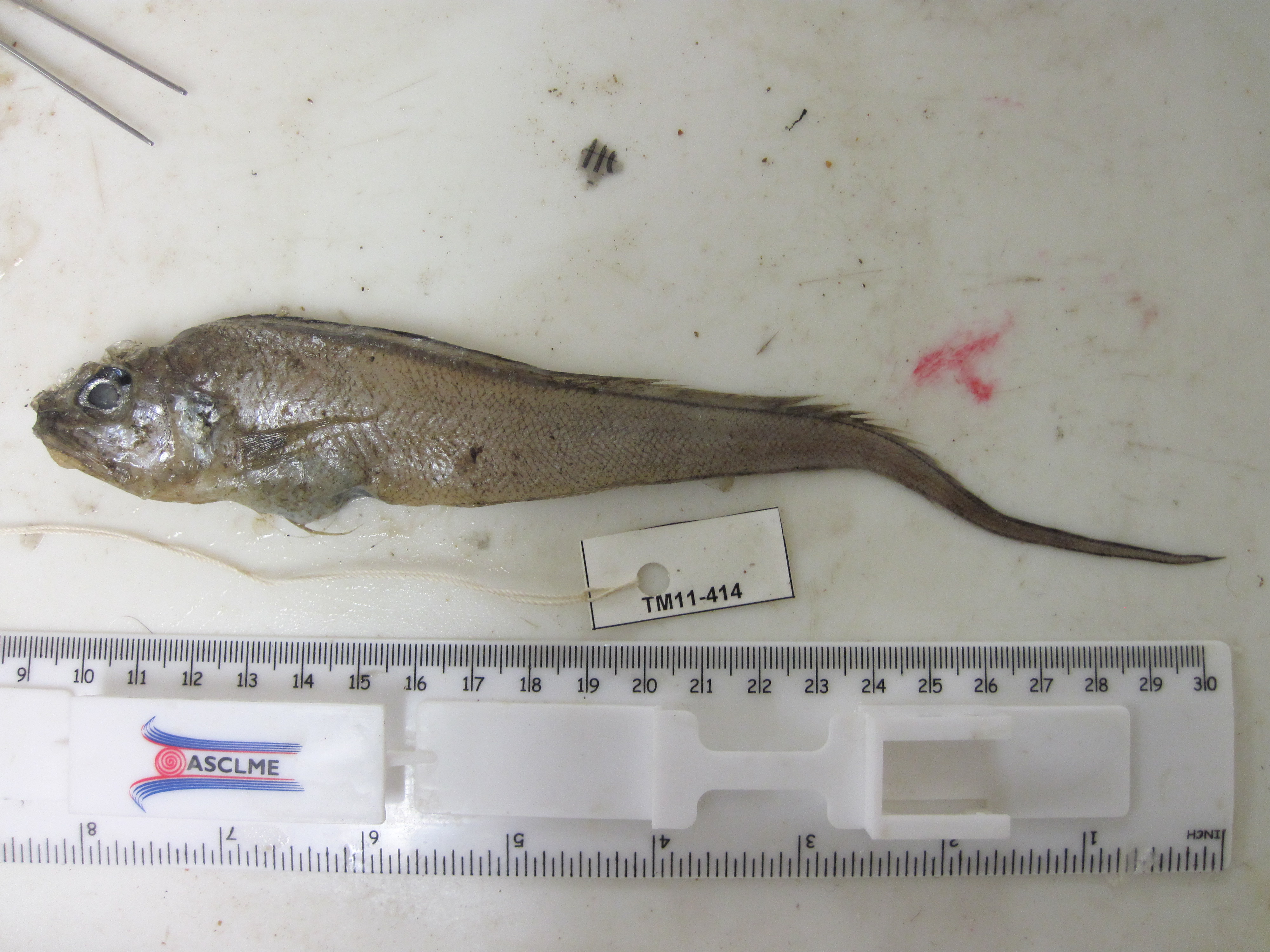 Bigeye Brotula photo 2