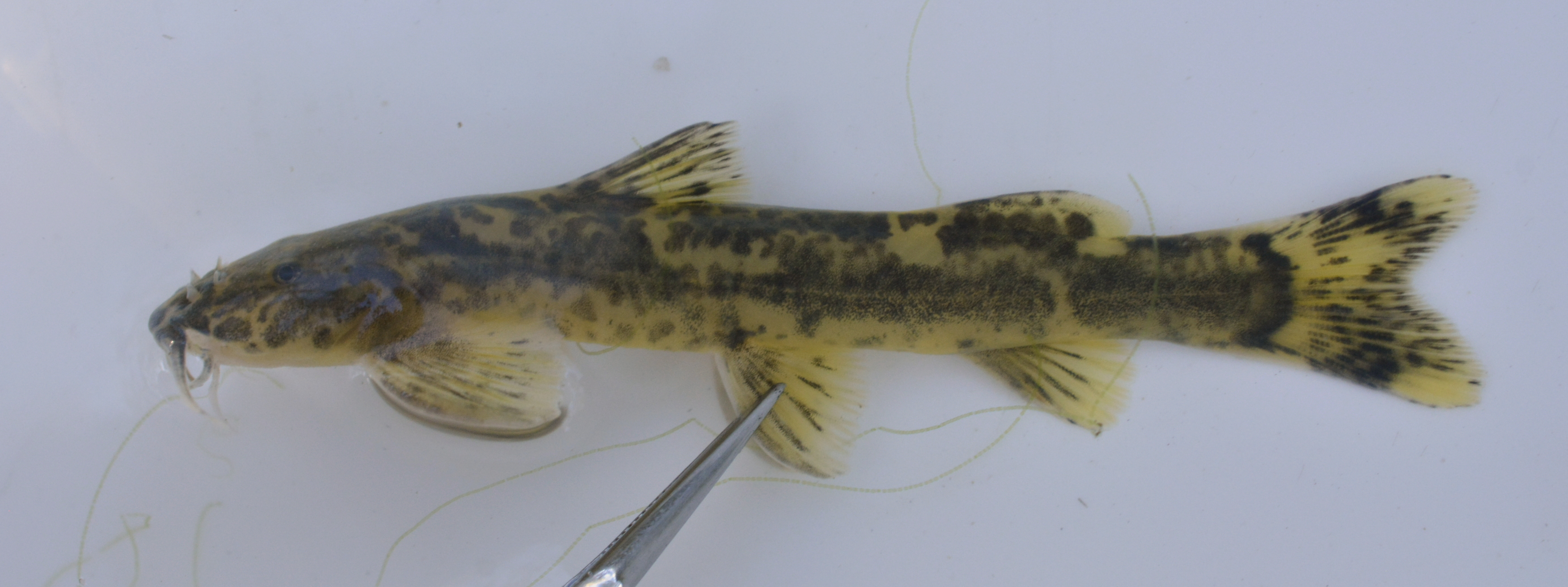 Mountain catfish (Amphilius uranoscopus) — Amphiliidae — 2