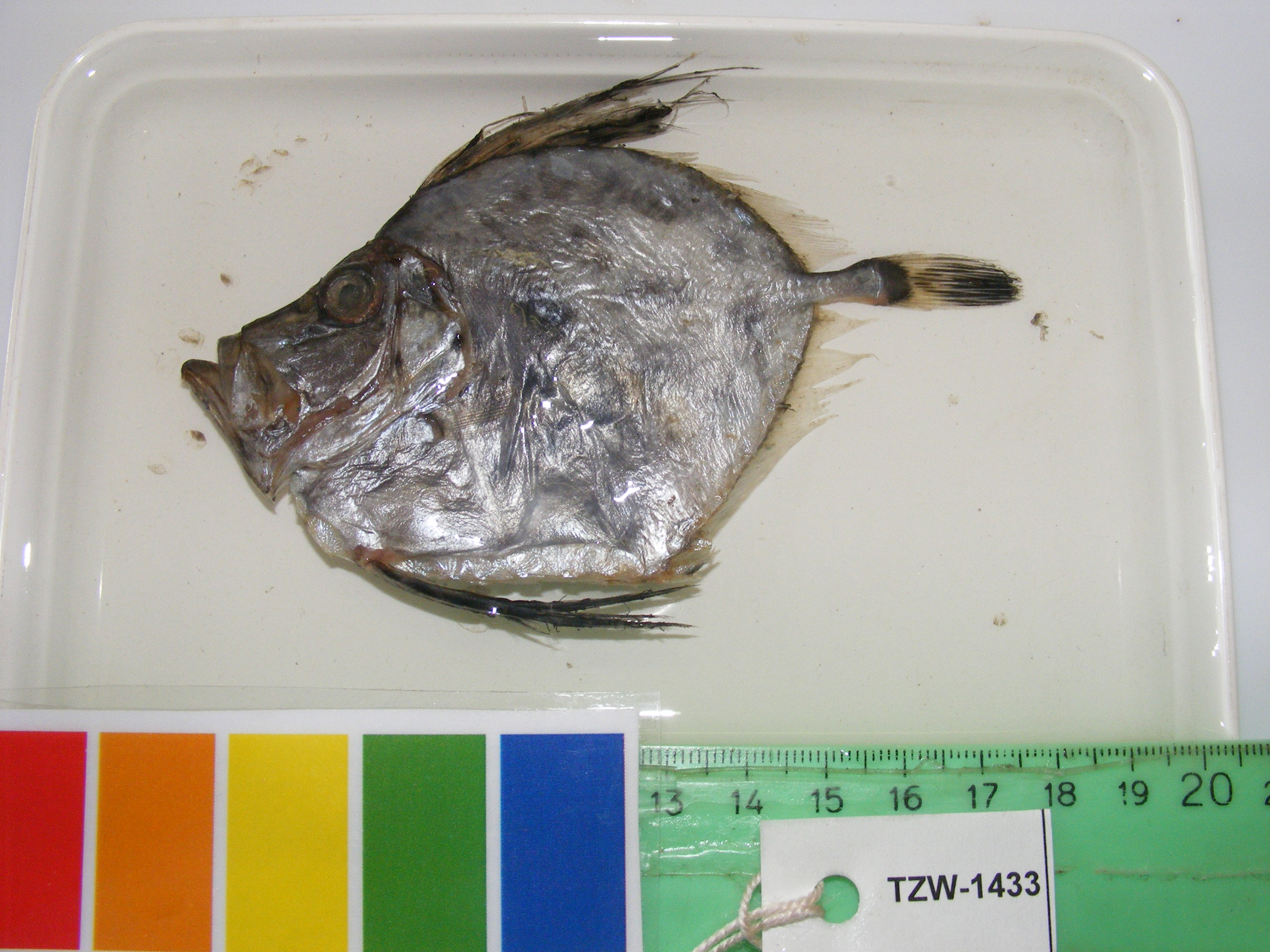Silvery John Dory (Zenopsis conchifer) — Zeidae — 2