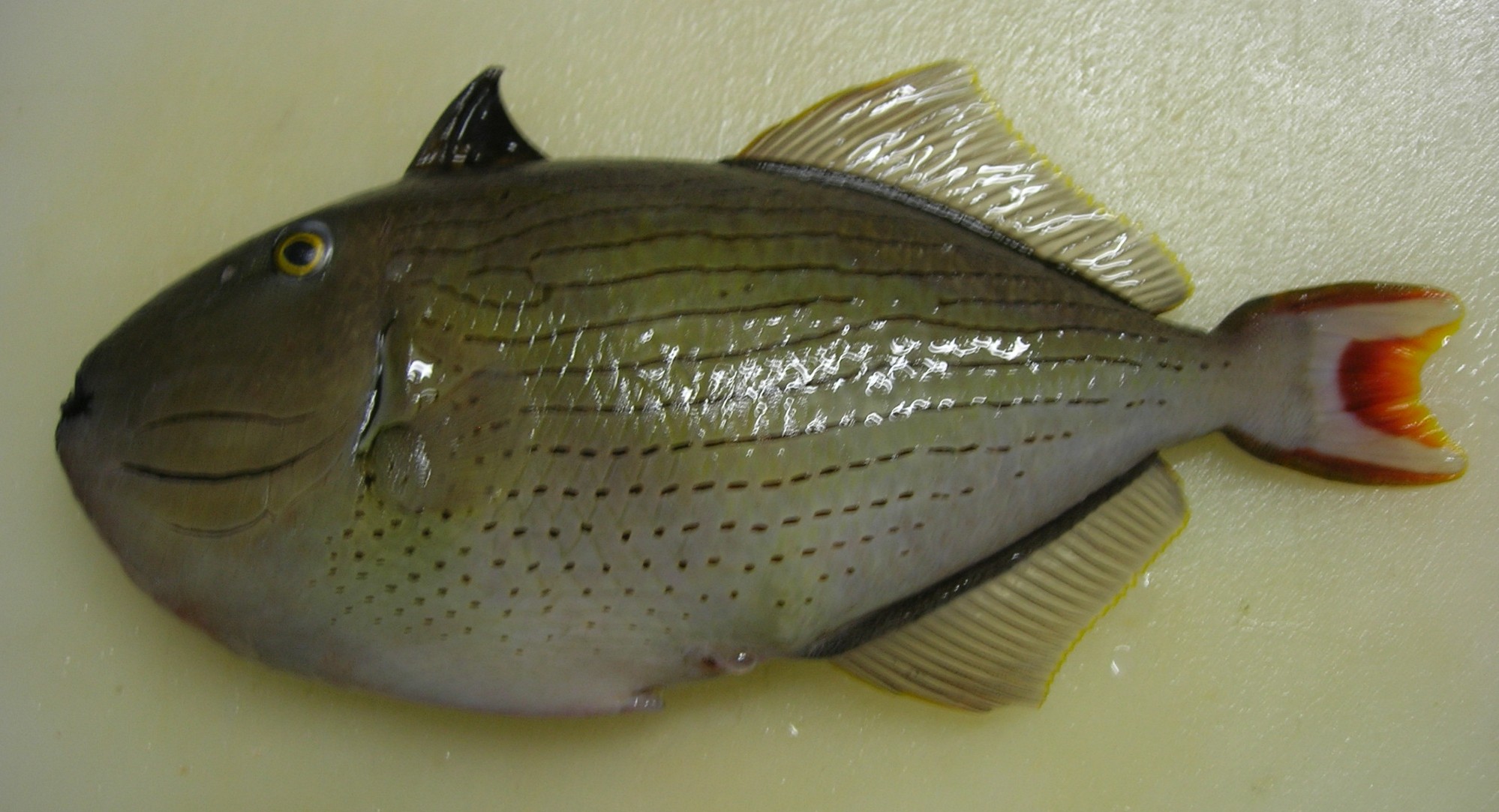 Striped triggerfish (Xanthichthys lineopunctatus) — Balistidae — 2