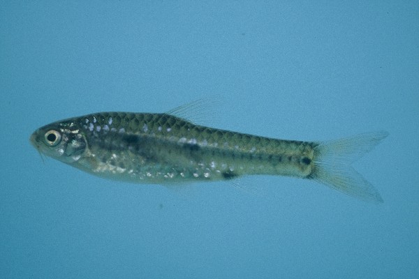 Dash-dot barb (Enteromius atkinsoni) — Cyprinidae — 4