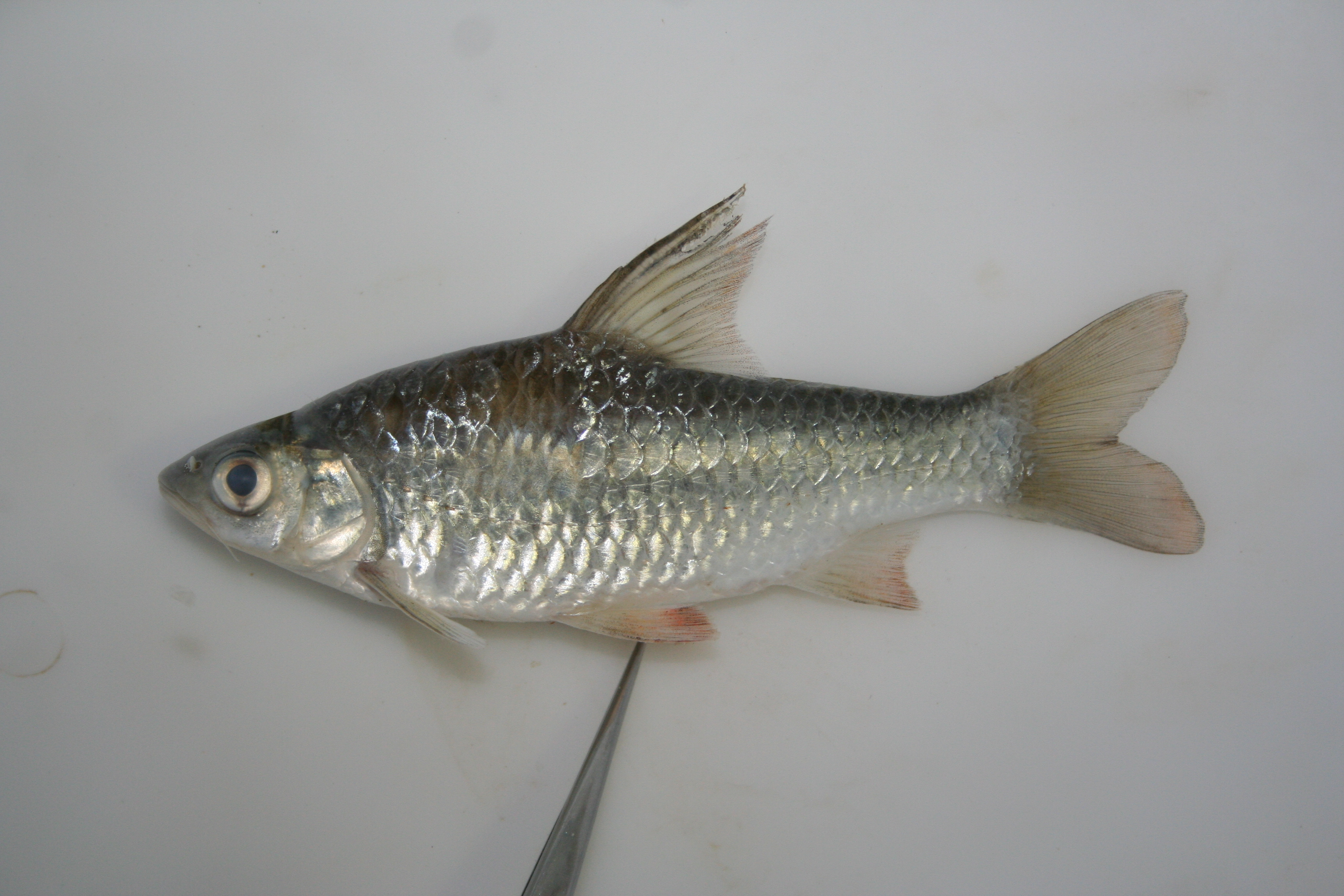 Silver barb (Enteromius argenteus) — Cyprinidae — 3