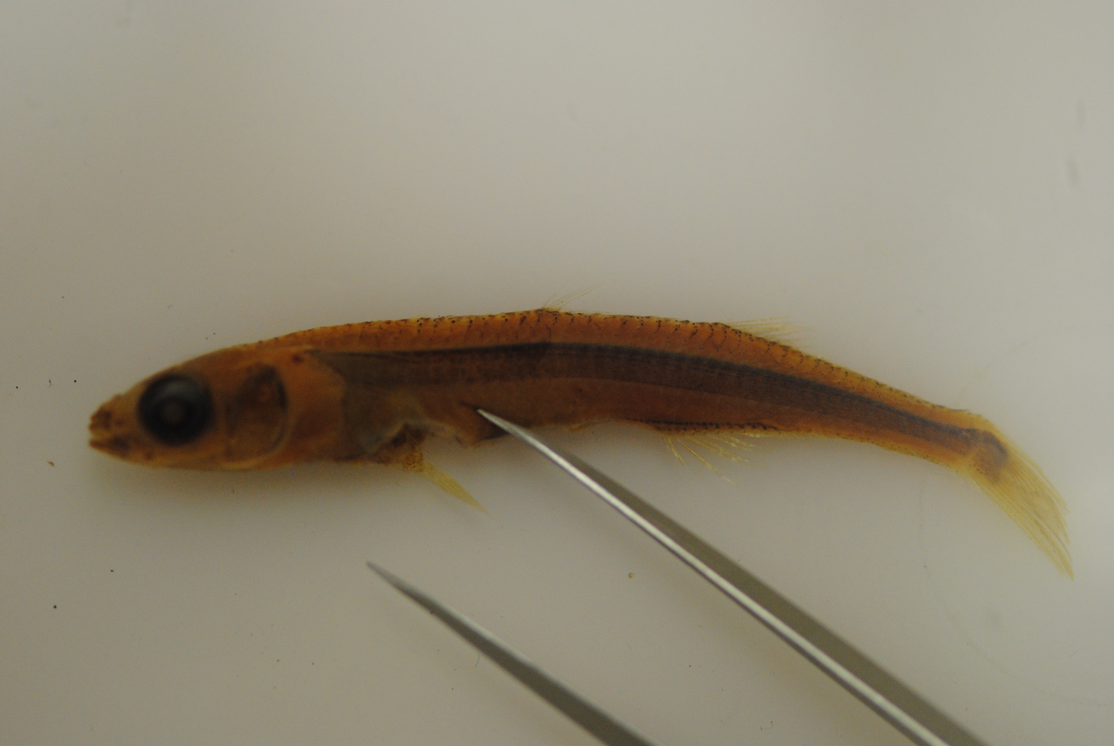 Barnes' koornaarvis (Hypoatherina barnesi) — Atherinidae — 3
