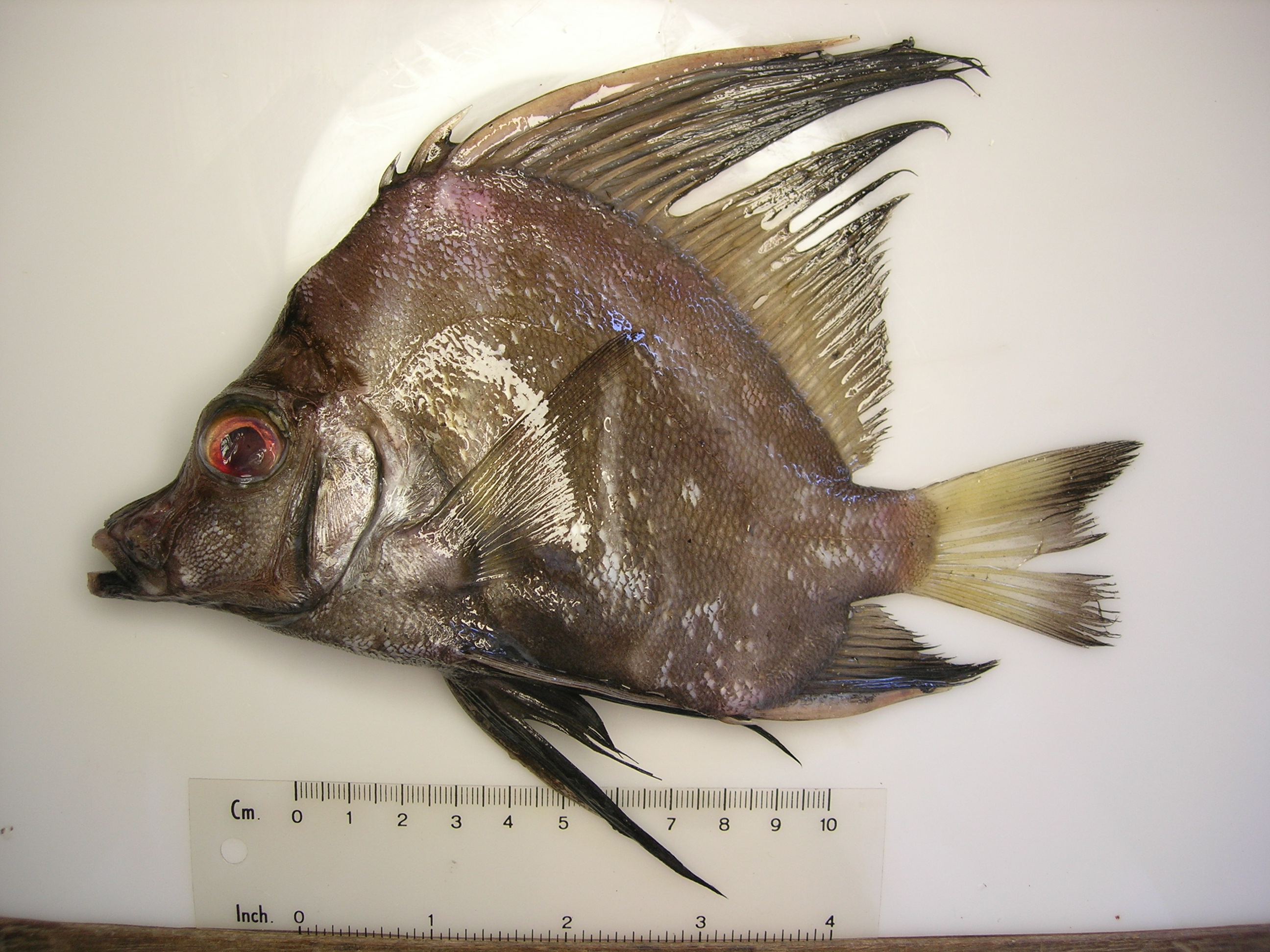 Boarfish (Histiopterus typus) — Pentacerotidae — 4