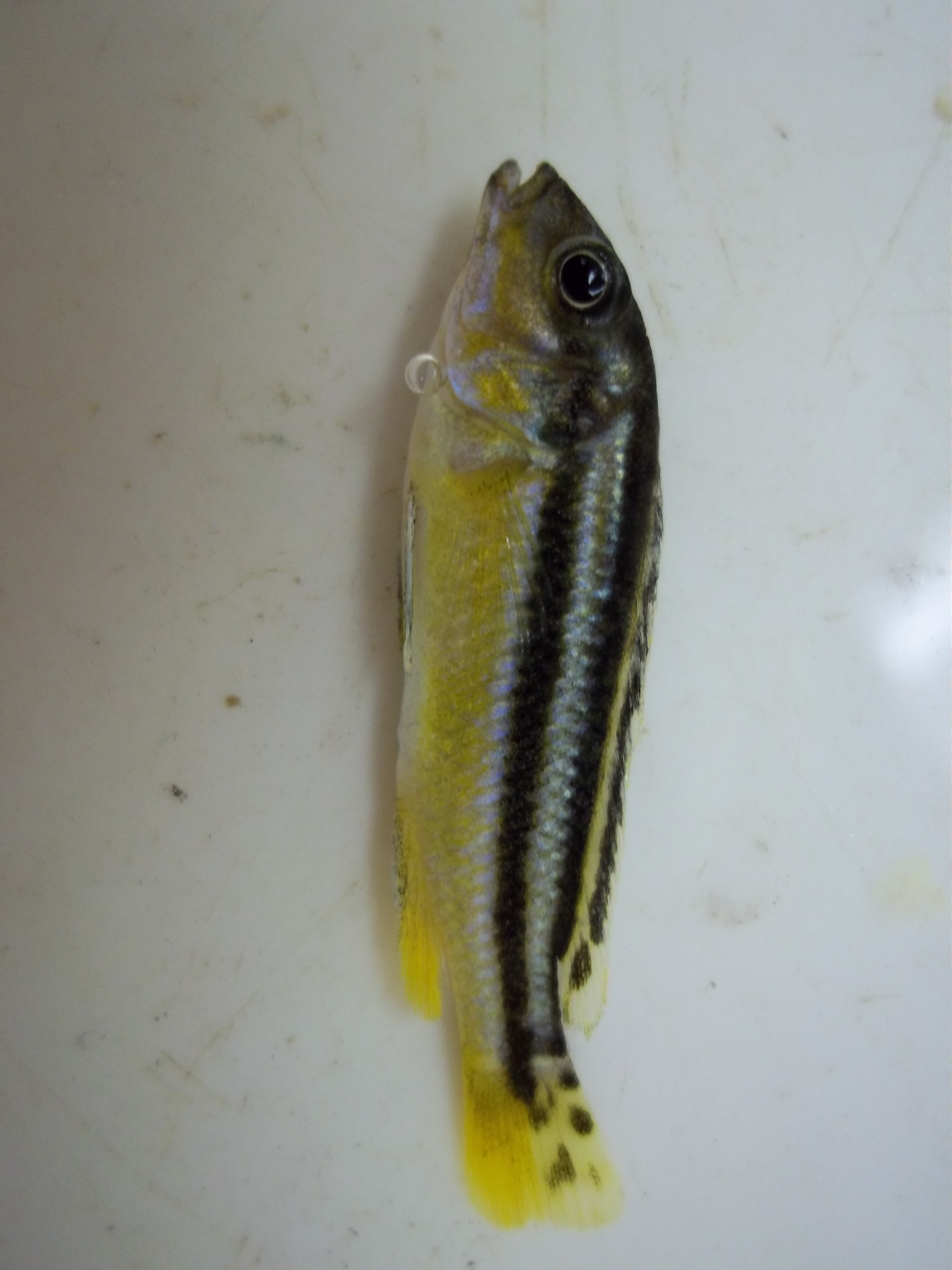 Chipokae mbuna (Melanochromis chipokae) — Cichlidae — 2