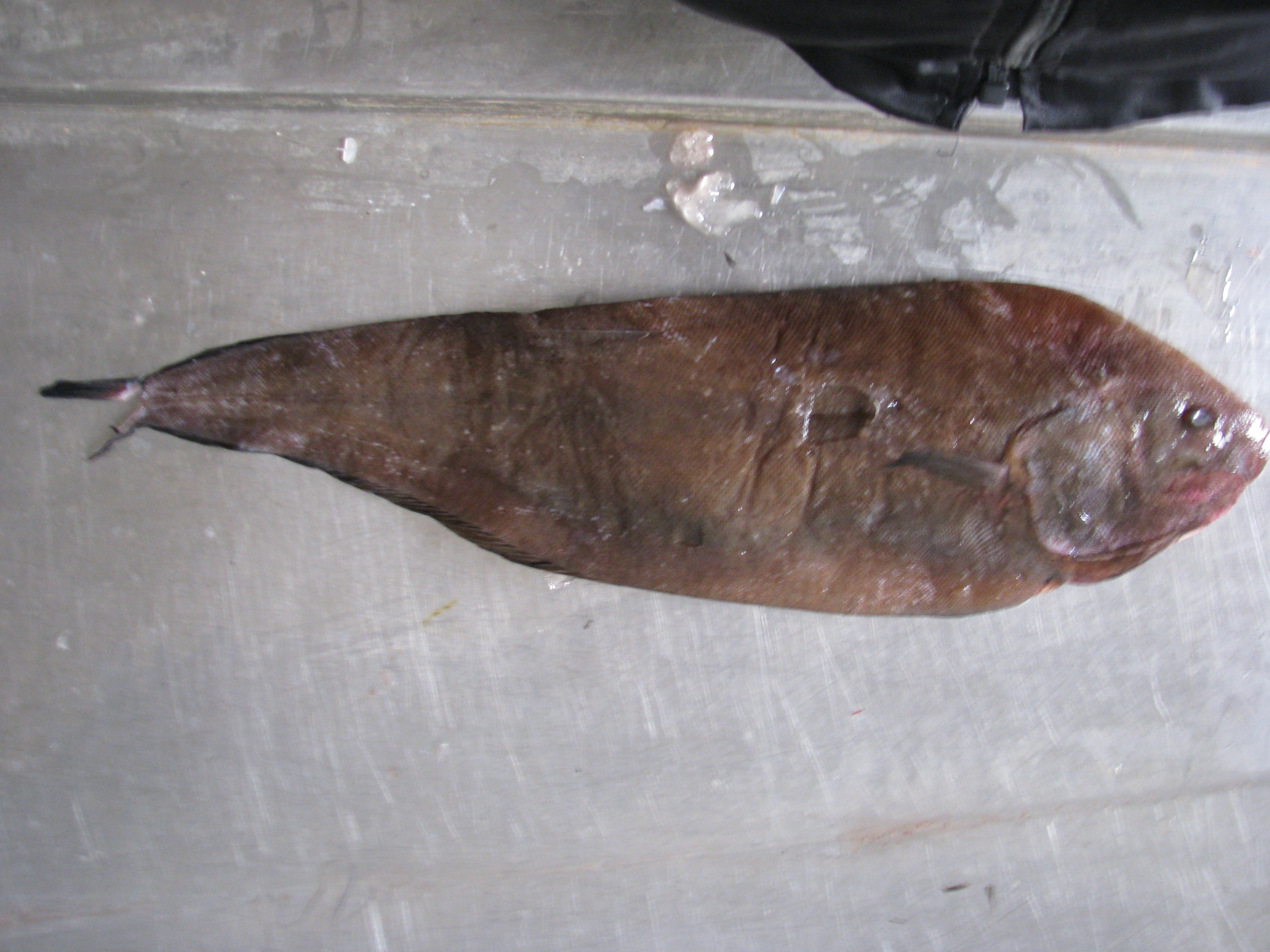 West coast sole (Austroglossus microlepis) — Soleidae