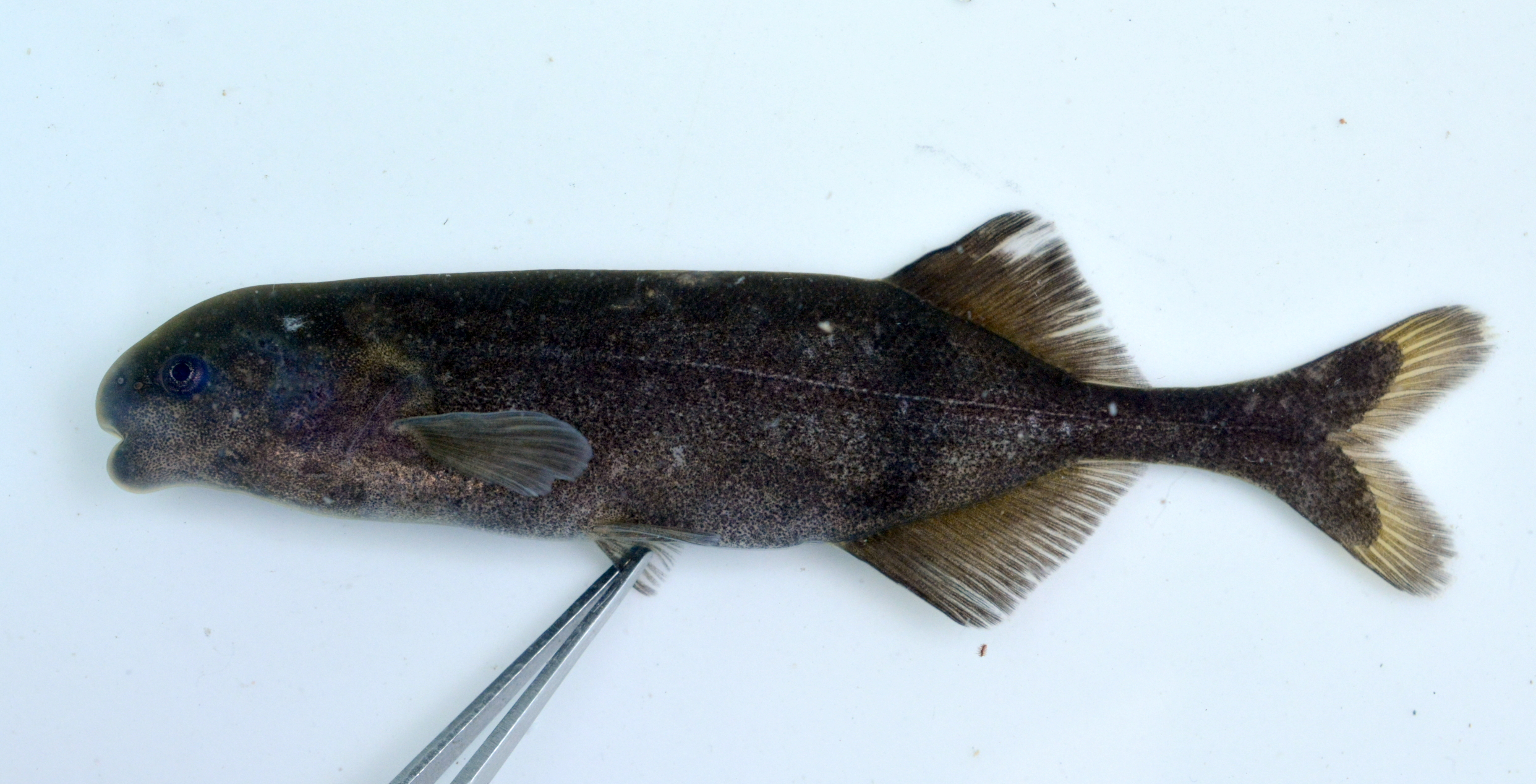 Ansorge's stonebasher (Hippopotamyrus ansorgii) — Mormyridae — 5