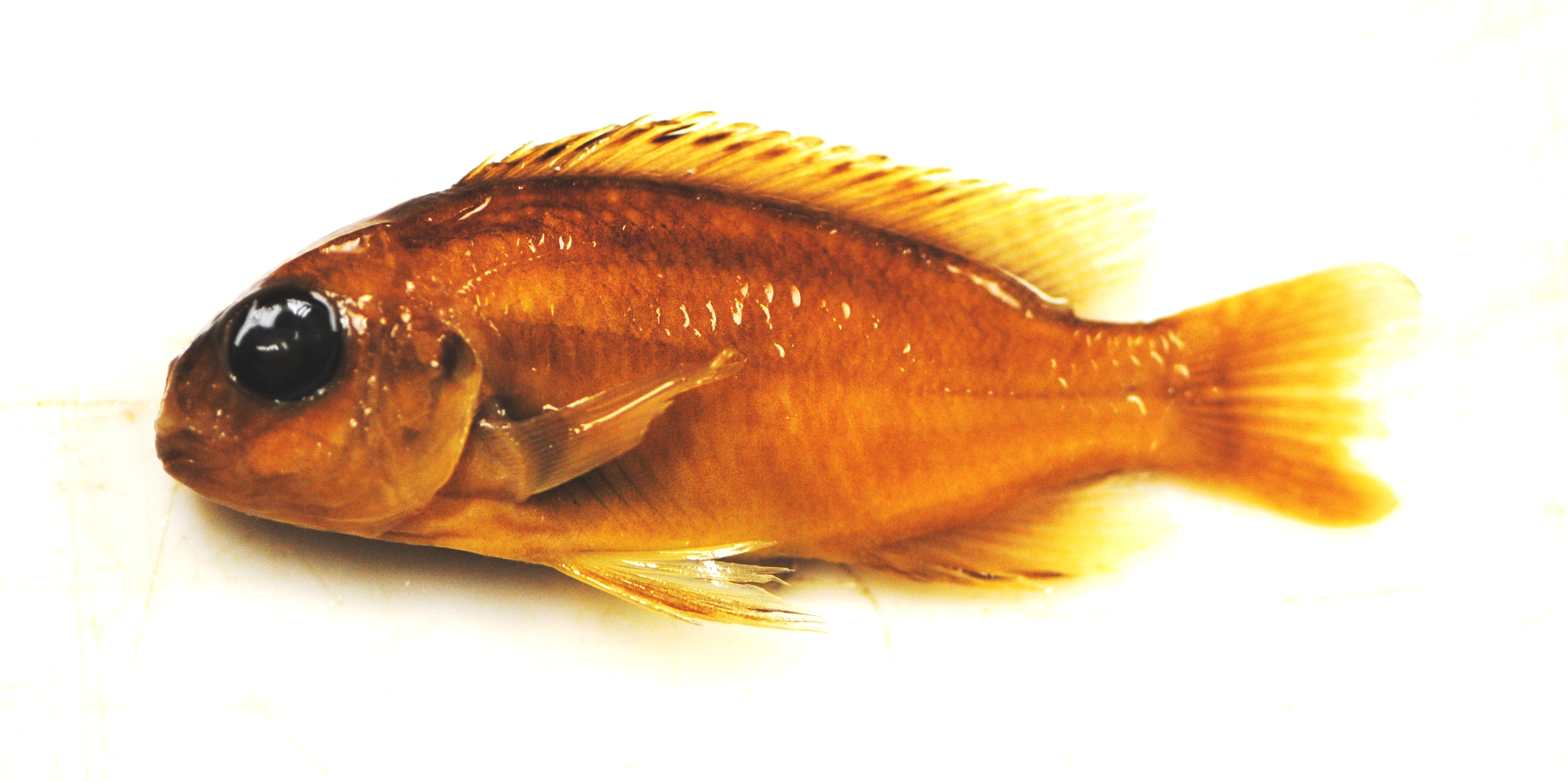 Pseudosimochromis margaretae