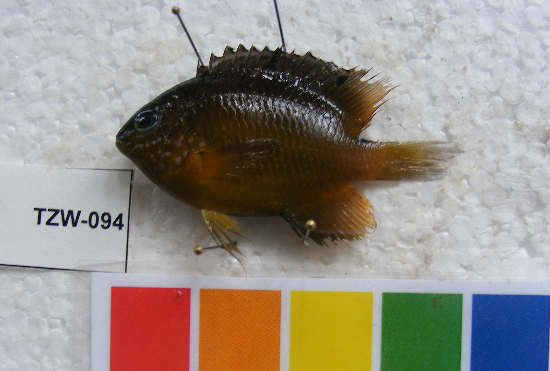 Threeline damsel (Pomacentrus trilineatus) — Pomacentridae — 3