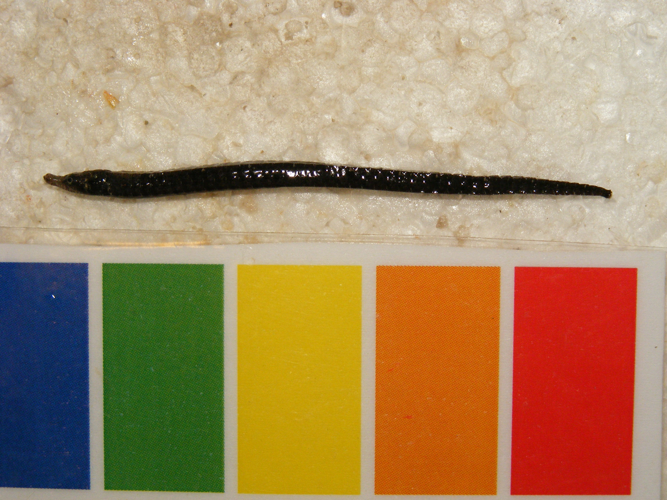 Red pipefish (Festucalex erythraeus) — Syngnathidae — 2