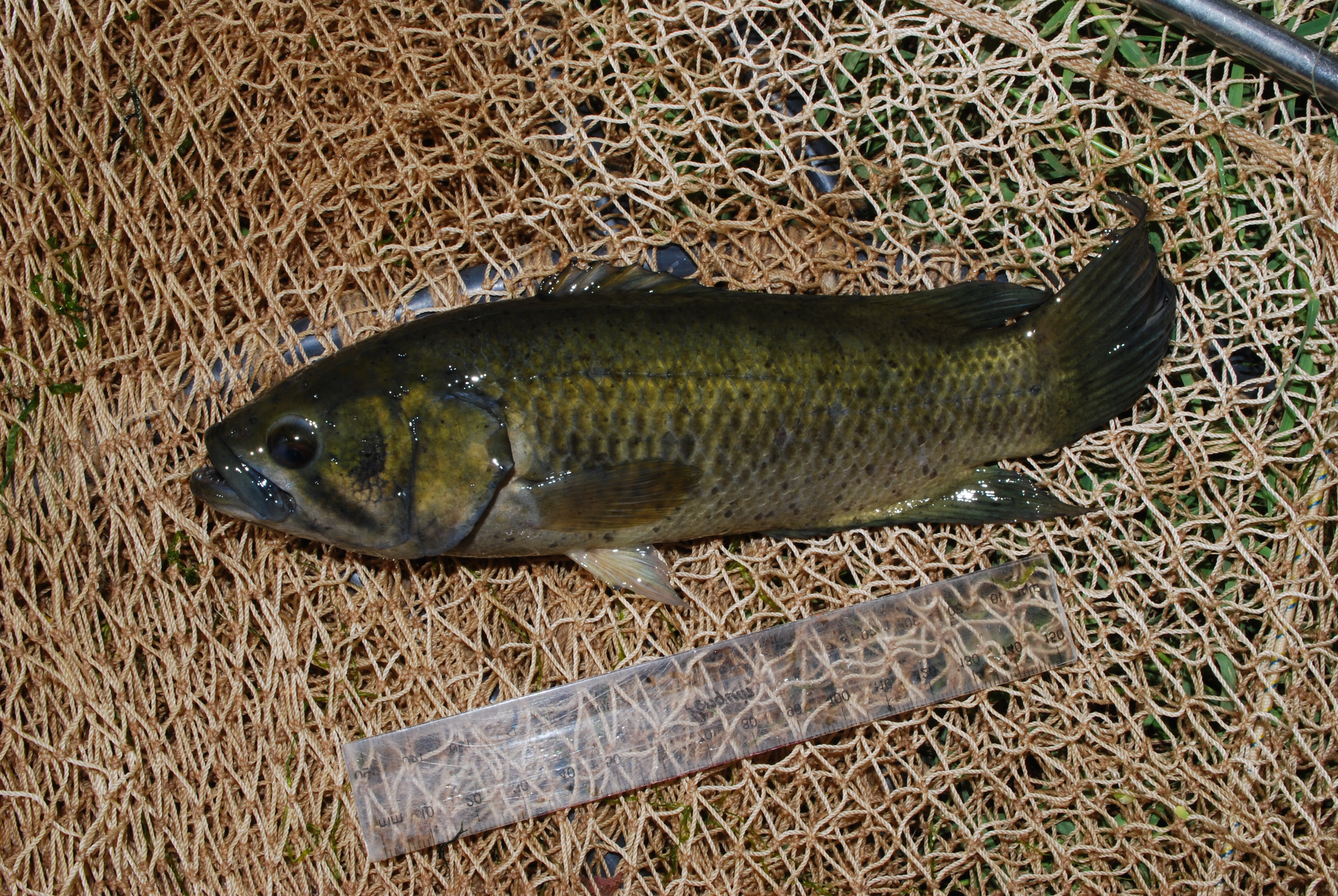 Eastern Cape rocky (Sandelia bainsii) — Anabantidae — 2