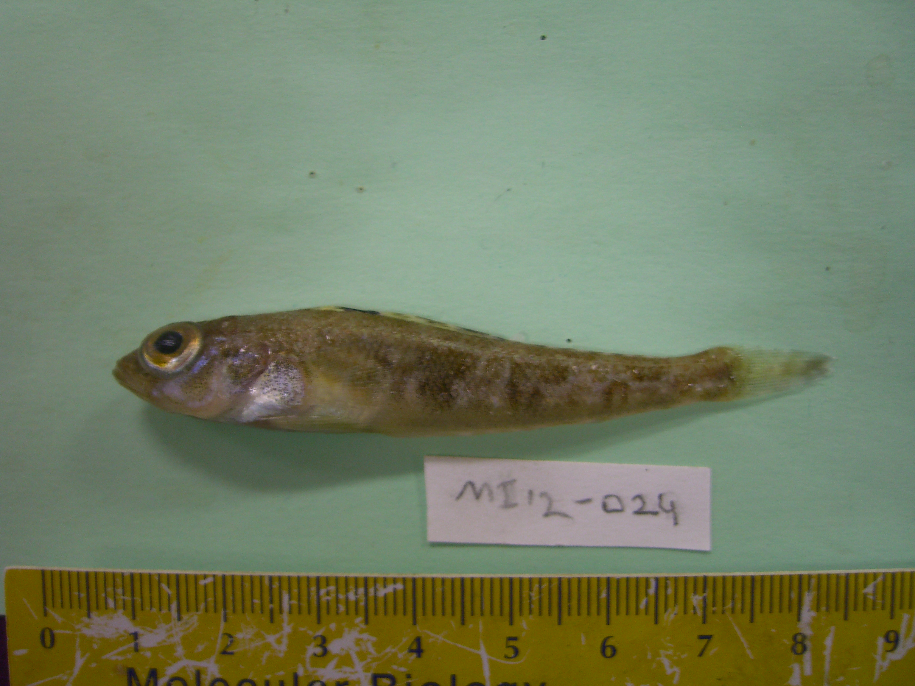 Painted notie (Nototheniops larseni) — Nototheniidae