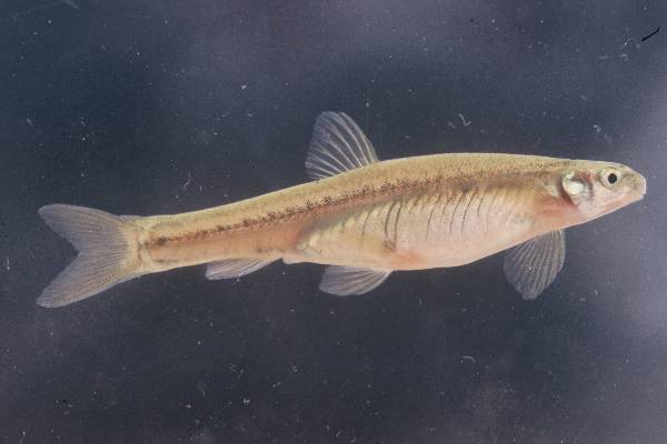 Cunene kneria (Kneria maydelli) — Kneriidae — 2