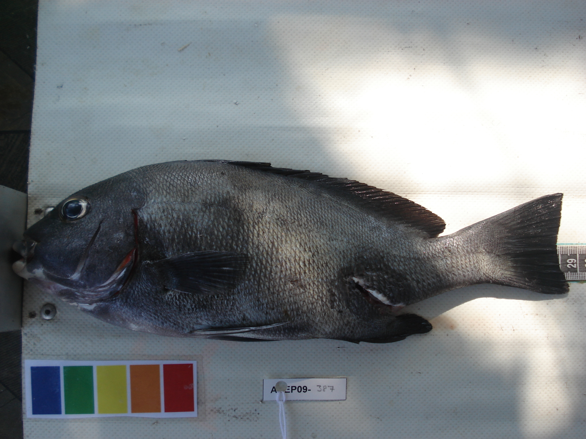 Arabian sweetlips (Plectorhinchus schotaf) — Haemulidae — 3