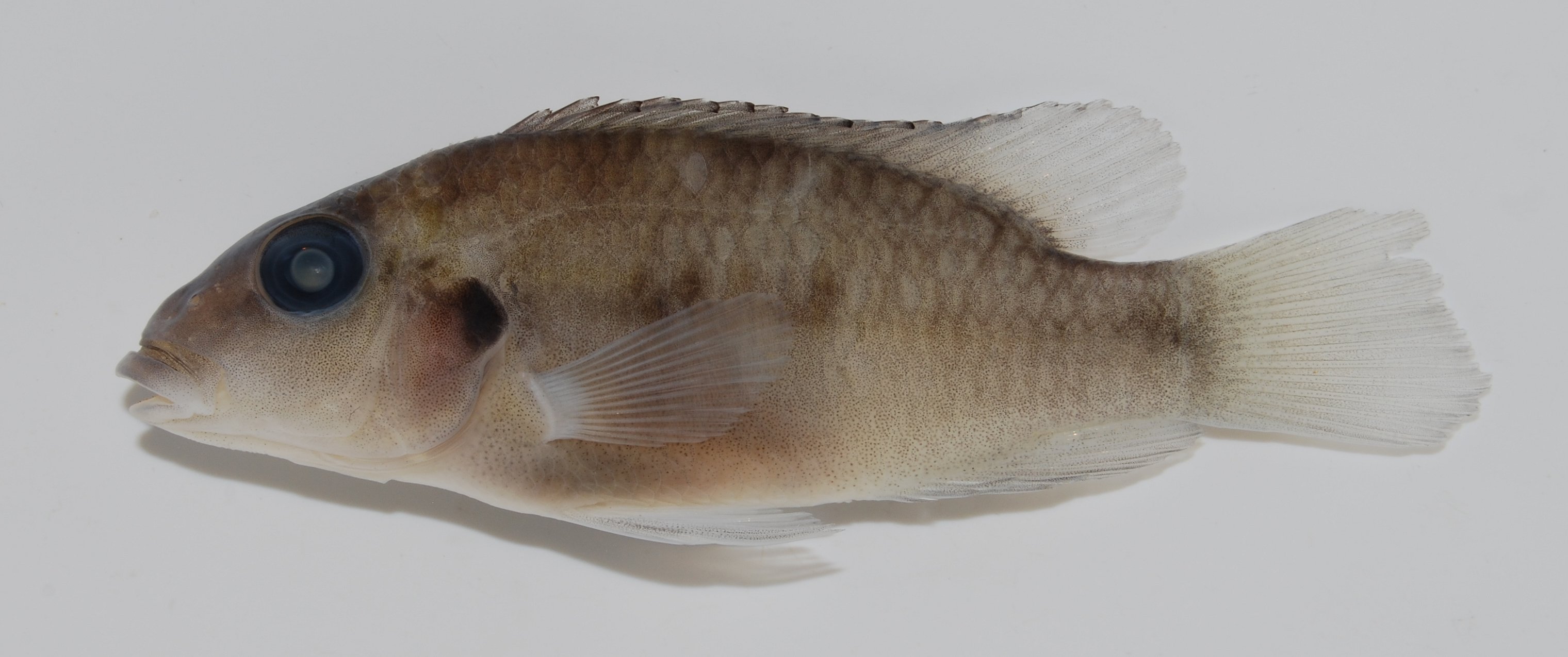 Kingsley's chromidotilapia (Chromidotilapia kingsleyae) — Cichlidae — 5