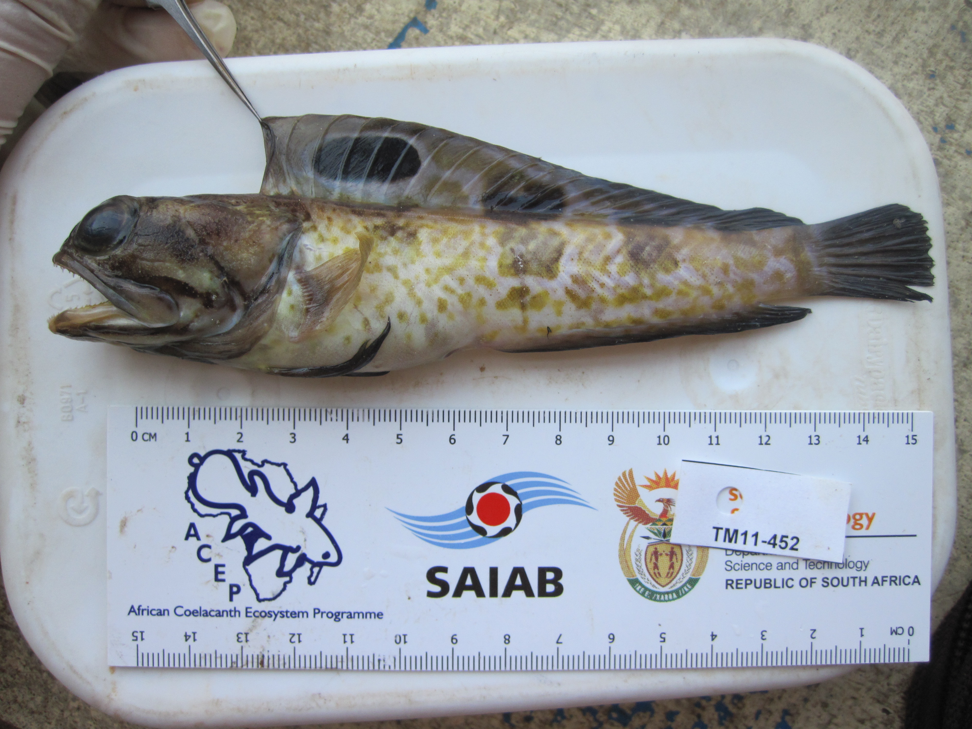 Muscat jawfish (Opistognathus muscatensis) — Opistognathidae — 2